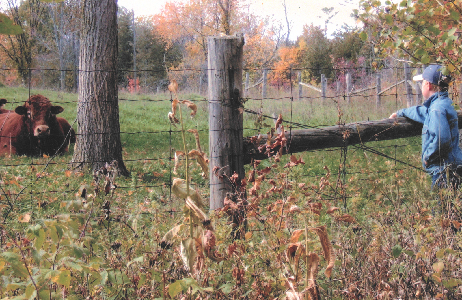 A boy in a blue jacket and baseball cap looking at a cow inside a fenced pasture during autumn, with colorful fall foliage in the background.