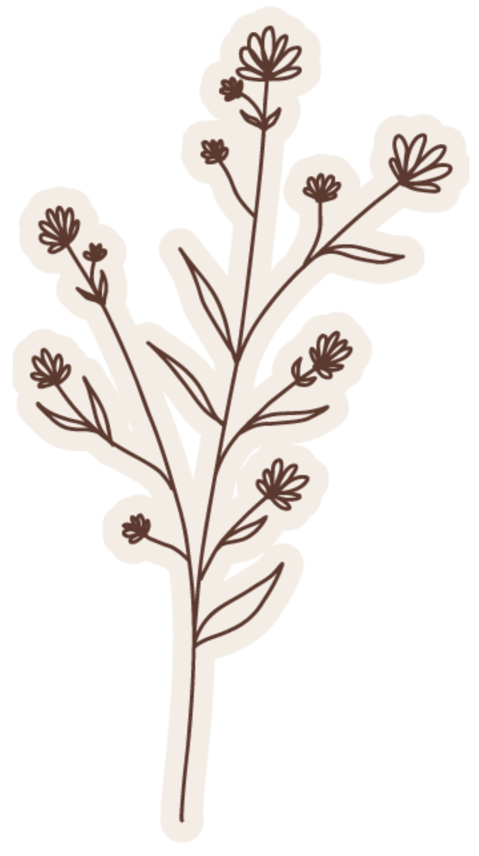 Line drawing of a sprig with small flowers and leaves.