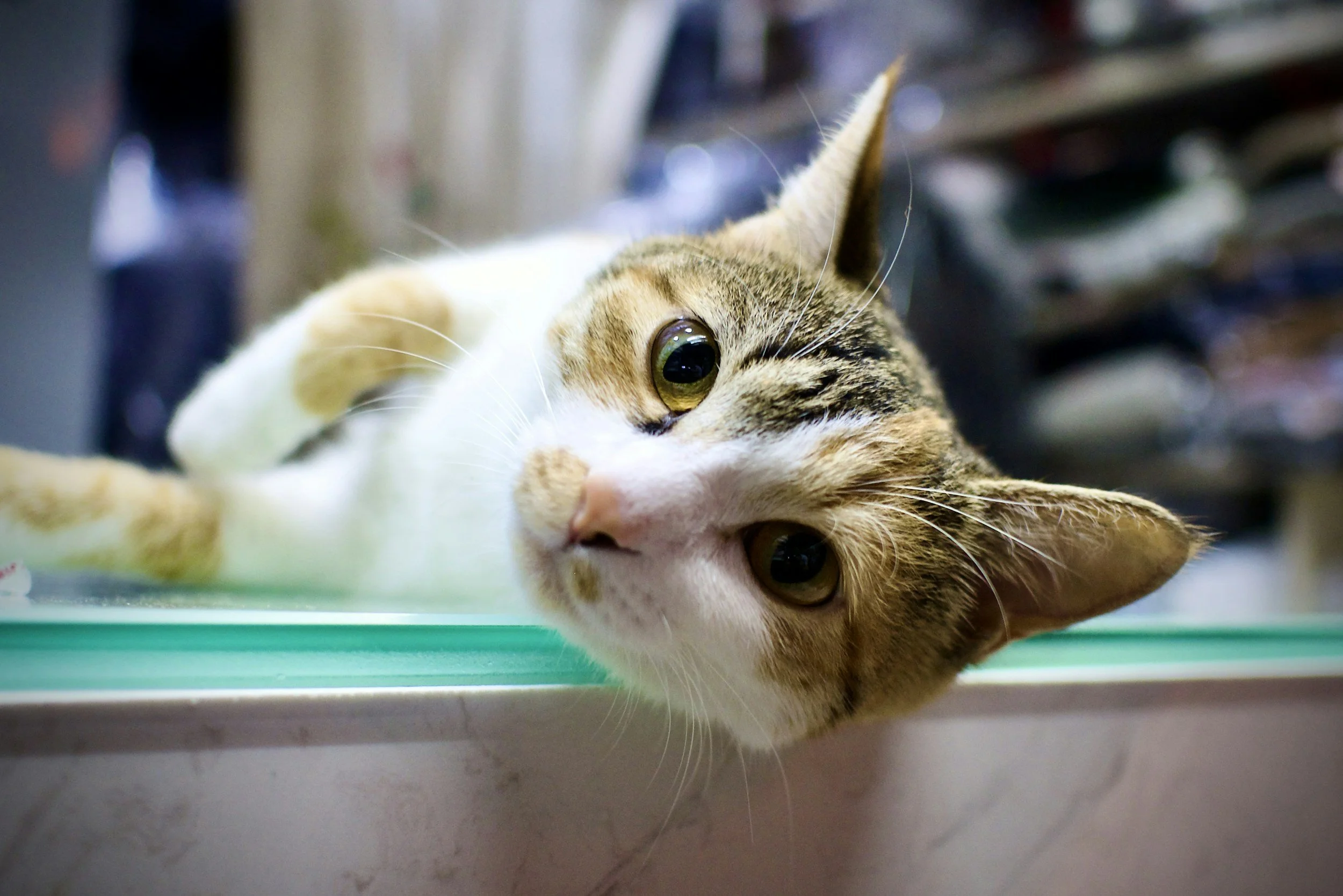 Close-up of a tabby and white cat lying on its side, resting its head on the edge of a glass surface, looking towards the camera with greenish eyes.