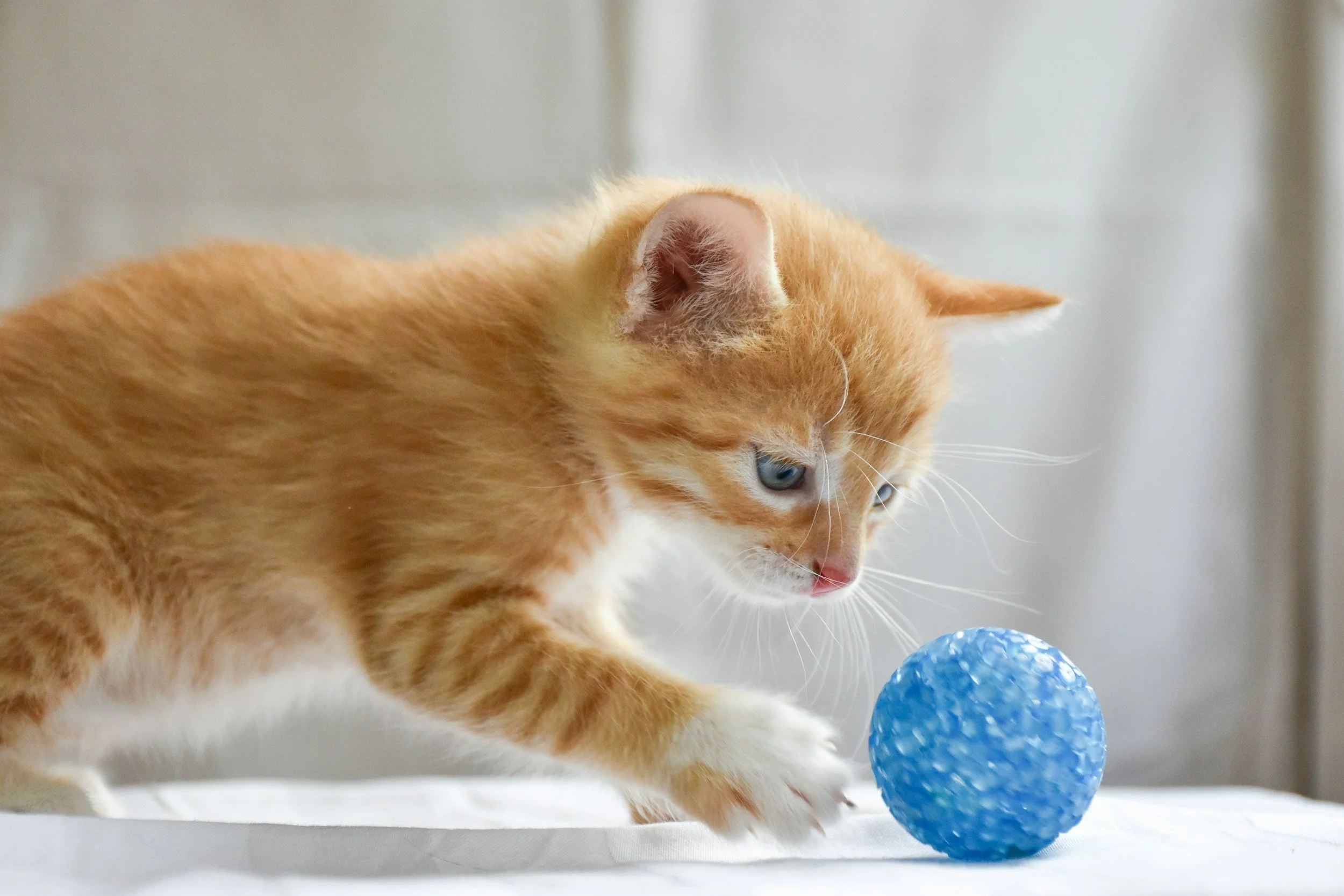 Orange kitten playing with a textured blue ball on a white surface