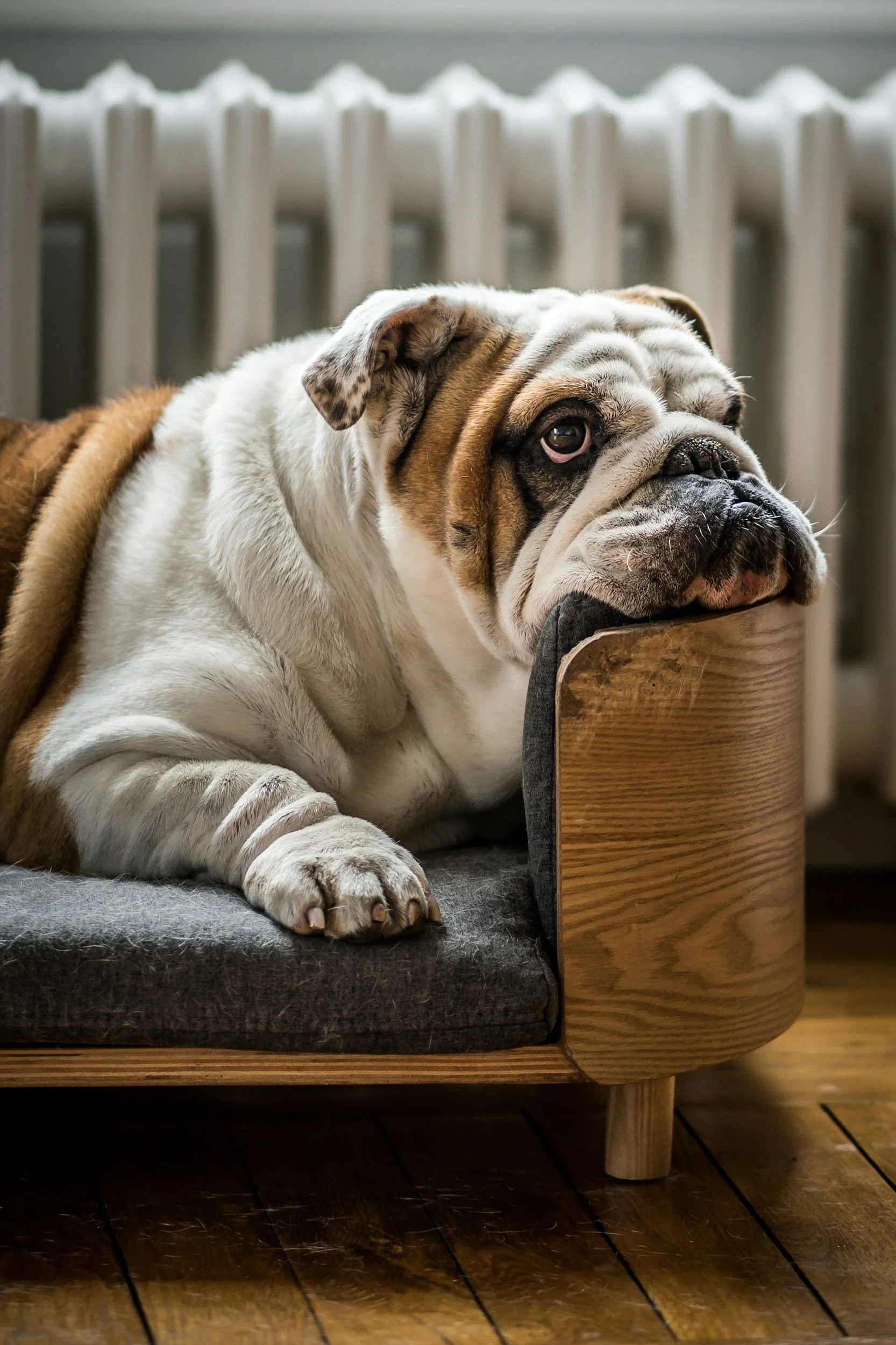 An adorable English bulldog laying on a plush gray cushion on a wooden sofa with a wooden side panel, resting its head on the edge, looking thoughtfully to the side, with a radiator in the background.