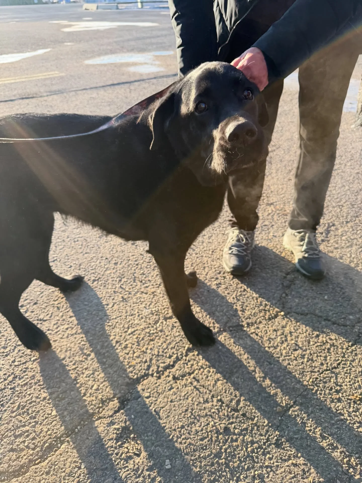 ✨ UPDATE &mdash; ZEE HAS BEEN FOUND! ✨

Thank you SO much to everyone who shared our post, reached out, kept an eye out, and showed so much kindness. Because of all your help, Zee has been safely found and reunited with his owner. 🖤🐾

We are incred