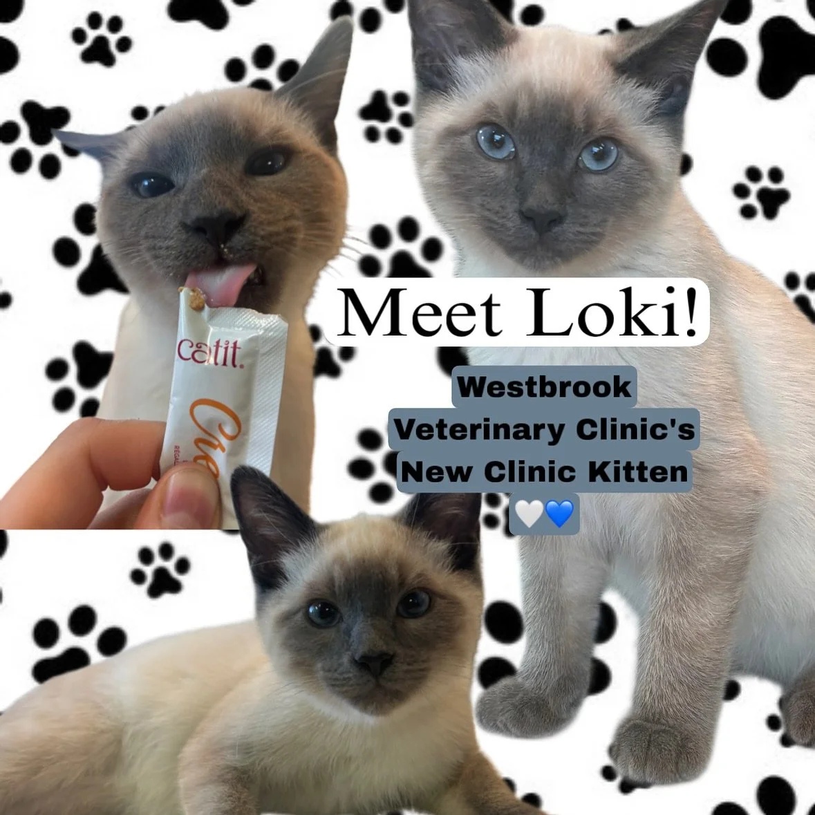 🚨 New Employee Alert! 🚨
-
Everyone, meet Loki! our brand new clinic kitten and official Supervisor of Snuggles&trade; 🐾💼
He&rsquo;s 4 months old, Siamese, and has already mastered the fine art of purring his way into everyone&rsquo;s hearts (and 