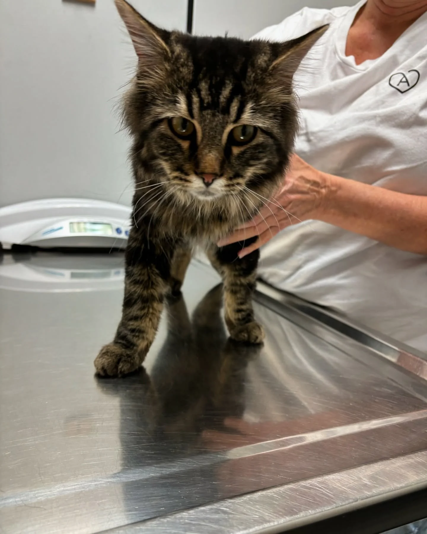 FOUND CAT &ndash; Blue Quill Area

This young, unneutered male cat was found near the Blue Quill Shopping Centre. He does not have a microchip and appears to be lost.

If you recognize this cat or have any information, please contact us at 780-436-50