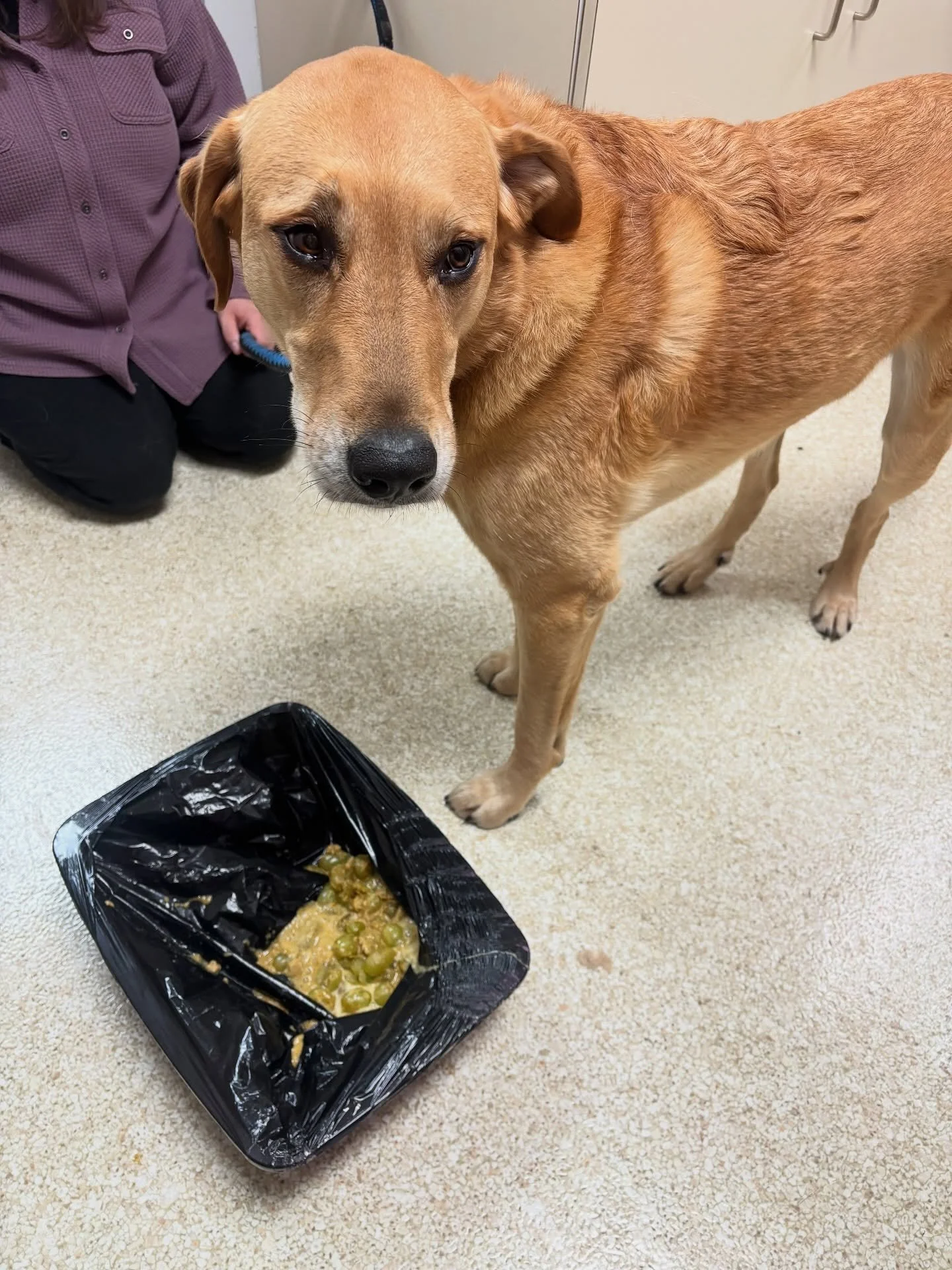 Poor Henry decided to help himself to some grapes off the counter 🍇 but grapes are toxic to dogs! Luckily, our team at Westbrook Veterinary acted quickly and induced vomiting to keep him safe. He&rsquo;s feeling much better now! 💚🐾 #PetSafety #Wes