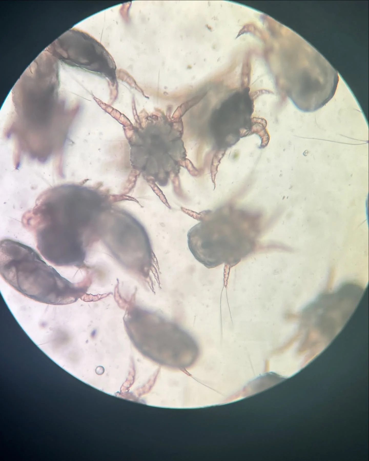 Protect your cat from ear mites&mdash;even if they&rsquo;re indoor-only! These pesky parasites can still find their way in and cause itching, irritation, and infections. Regular ear checks, cleanings, and vet visits help keep your kitty safe and comf