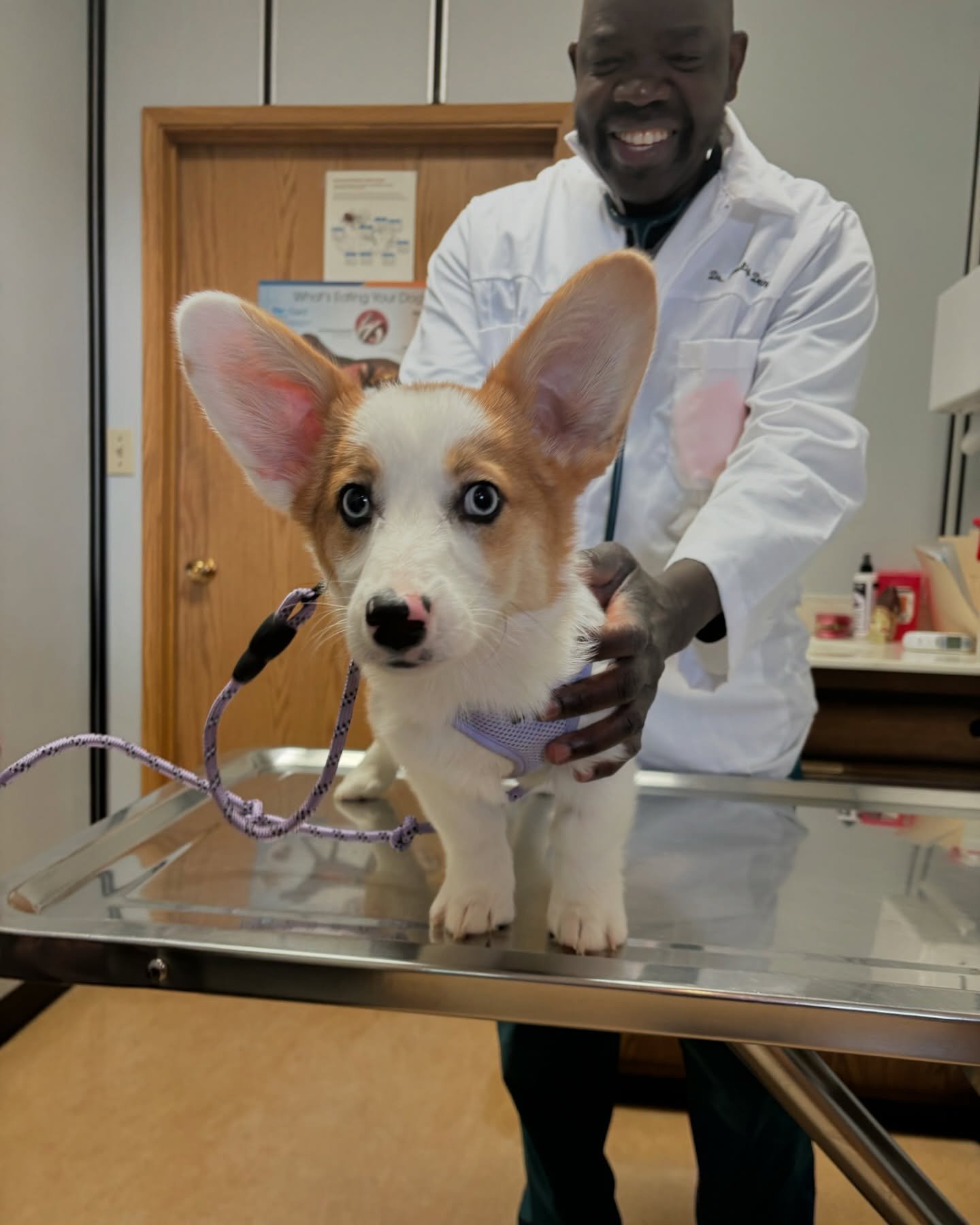 *VOMIT WARNING ⚠️ in the 4th slide* 
Meet Suki! She unfortunately got a hold of a grape and was rushed to Westbrook. Dr Deng induced vomiting right away and the grape thankfully came out completely un punctured! 🍇🐶🐾

-Grapes and raisins can be ext