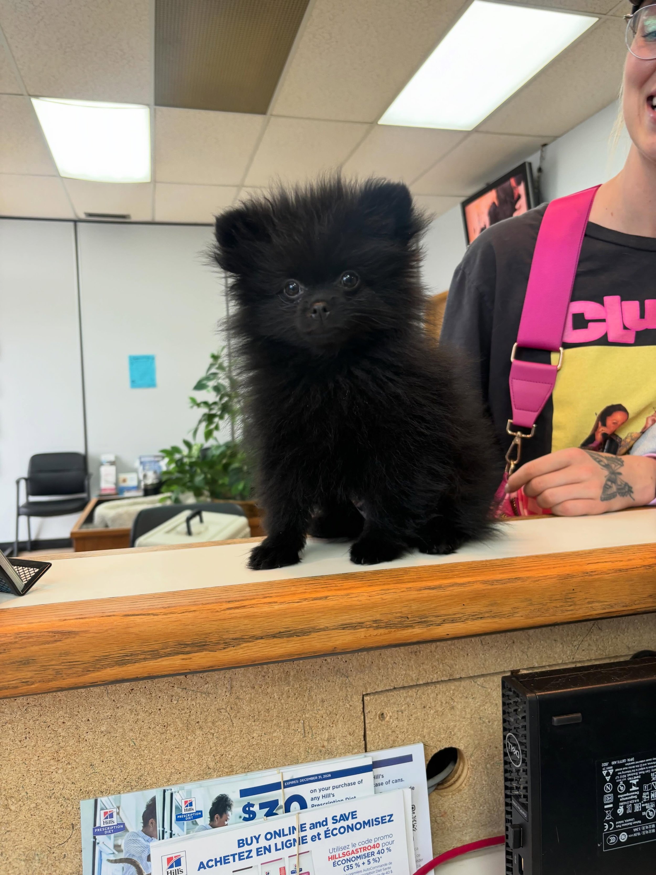 🐾 CUTEgram! 🐾
We are officially in love with sweet Mikki! She&rsquo;s a 10 week old #pomeranian and we are obsessed with this face! Mikki is getting her vaccinations (and lots of attention!) Is your pet up-to-date on their shots? Text us for an app