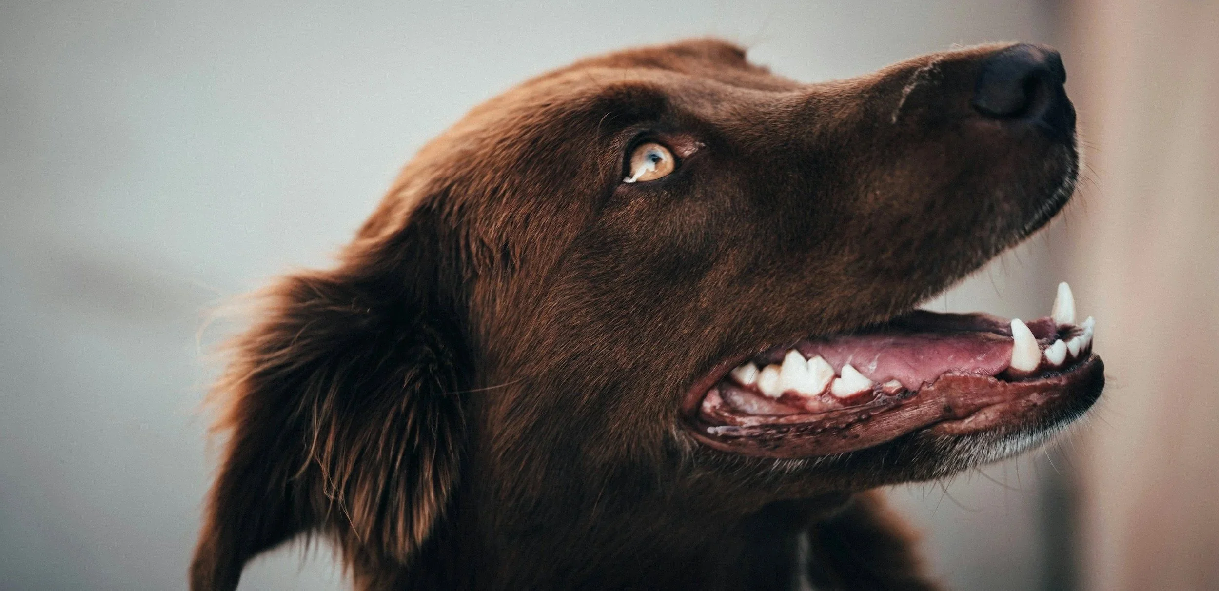 Close-up side view of a brown dog's face with blue eyes, mouth open, showing teeth and pink tongue.