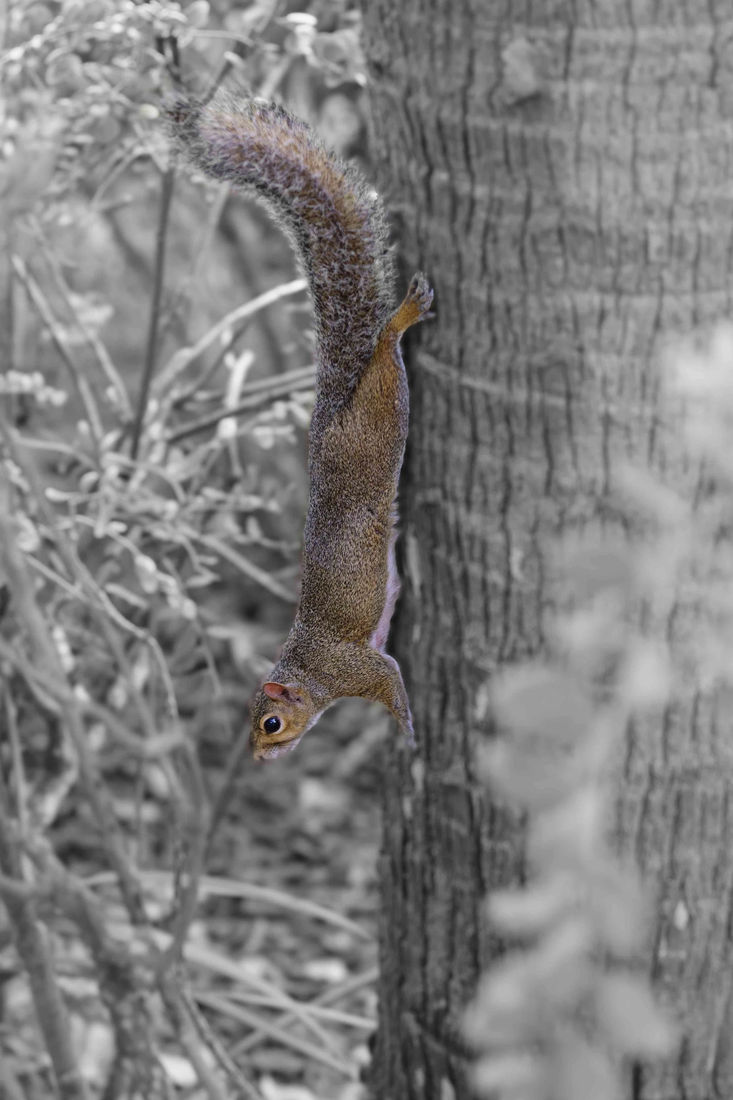 Decent - Limited Edition Fine Art Print