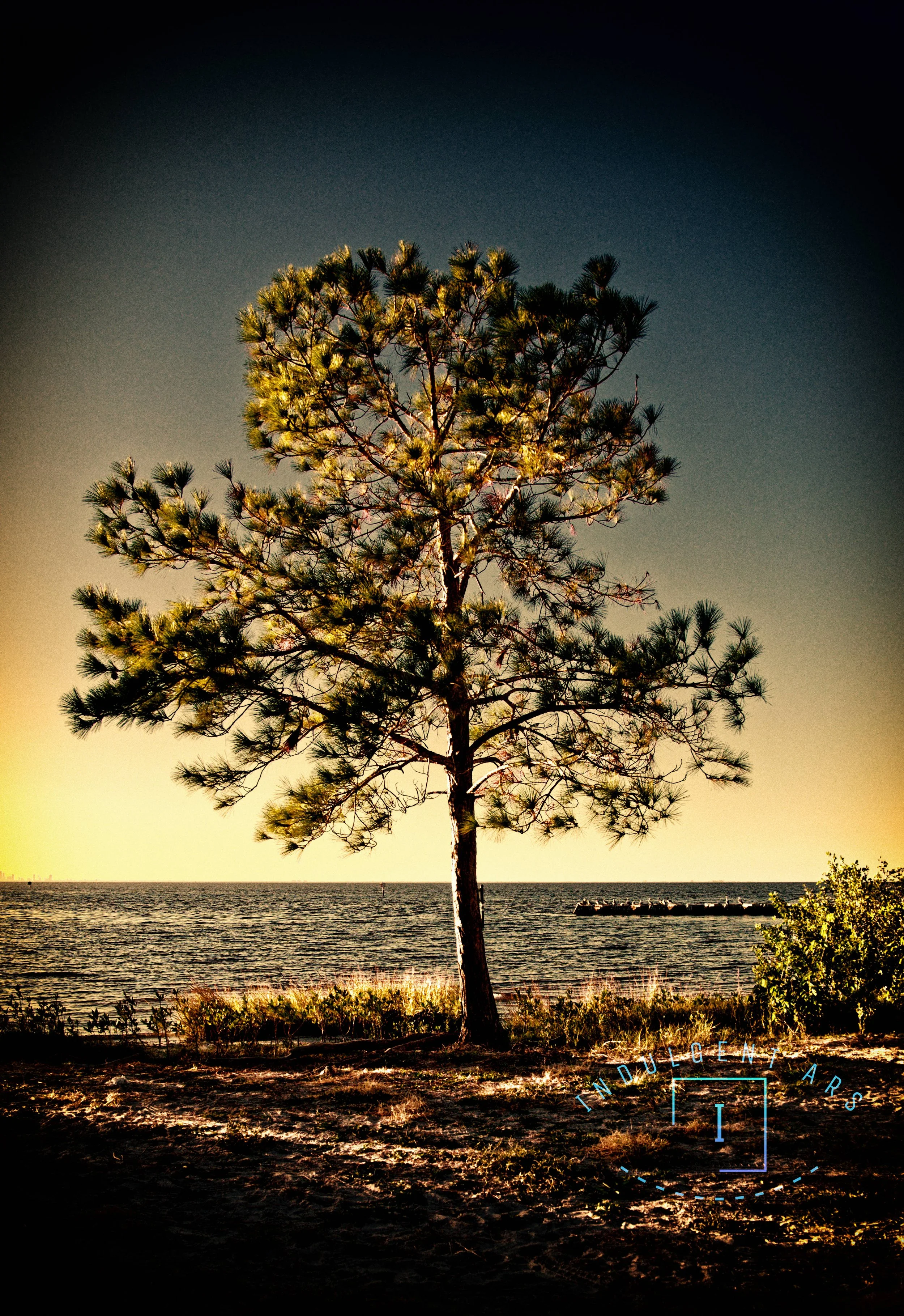A lone pine tree on a beach during sunset with the ocean in the background.
