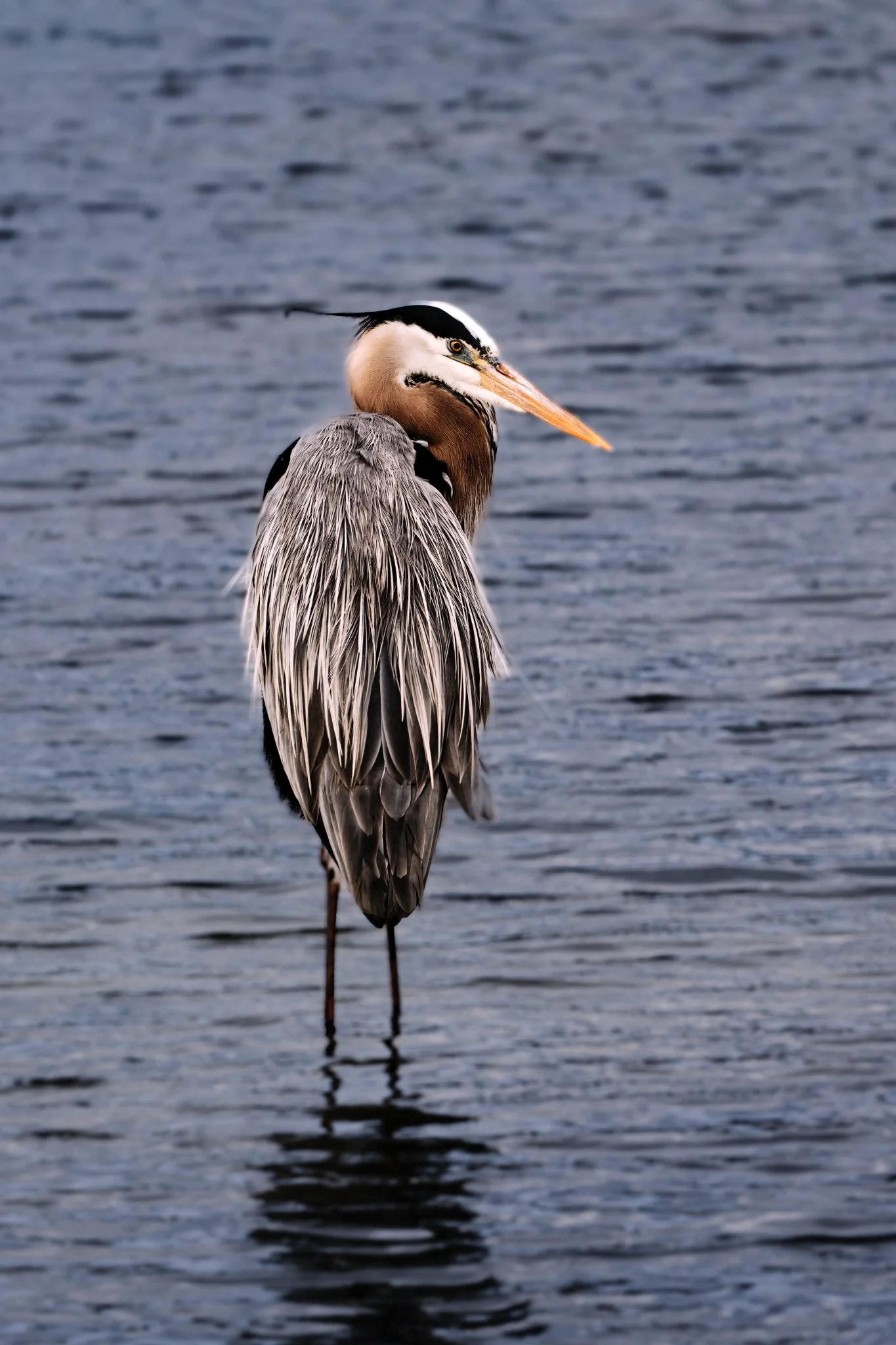 Heron in the Shallows  - Fine Art Print