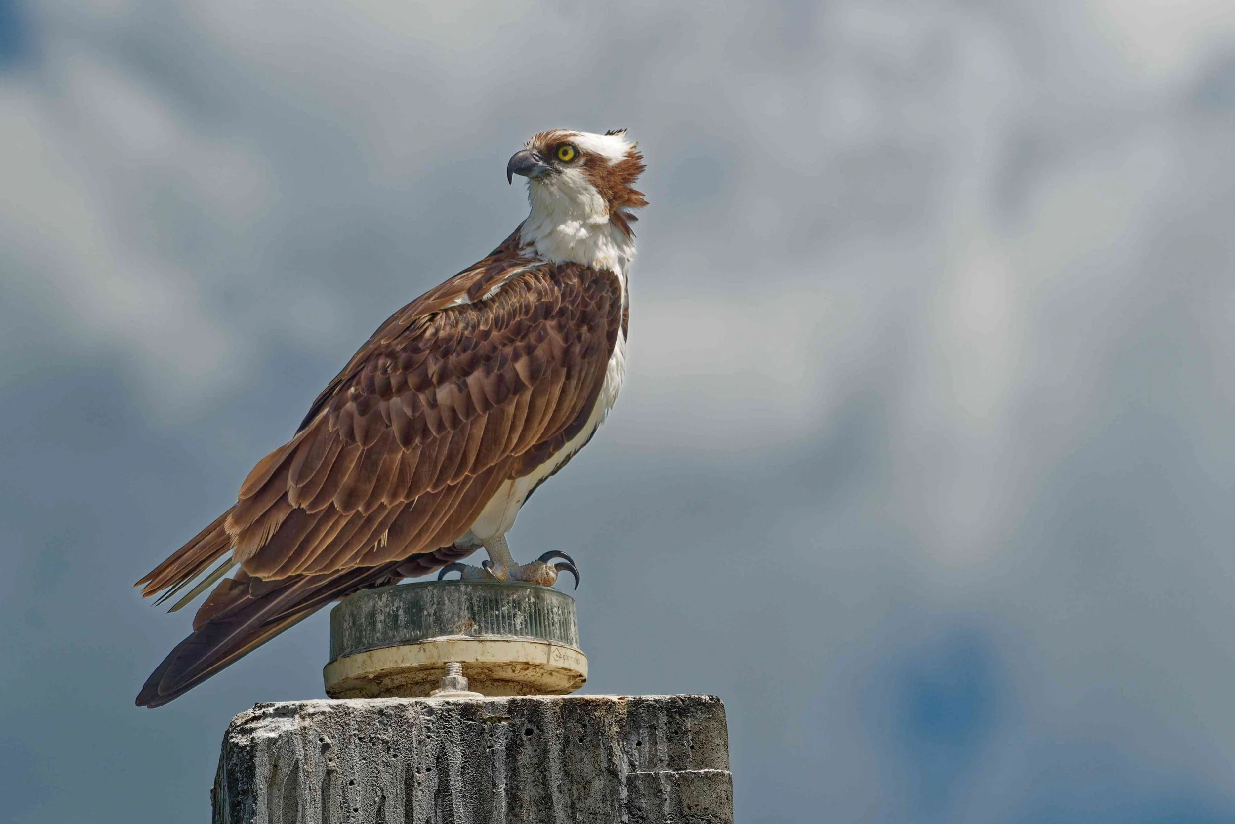 Sharp Observer - Limited Edition Fine Art Print