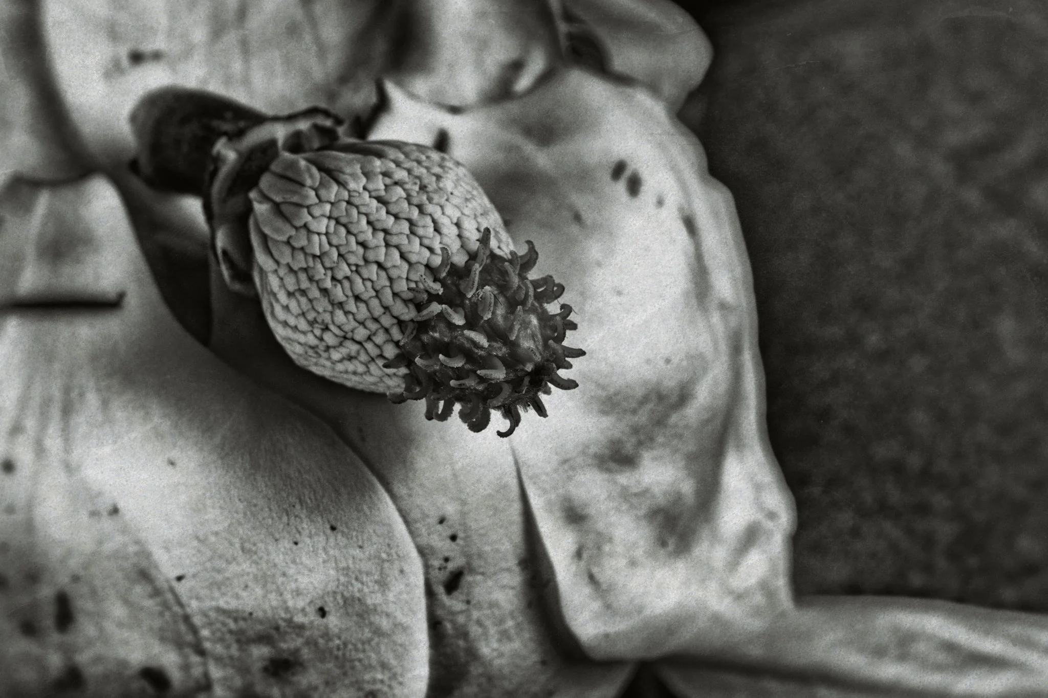 Vestige of a Bloom