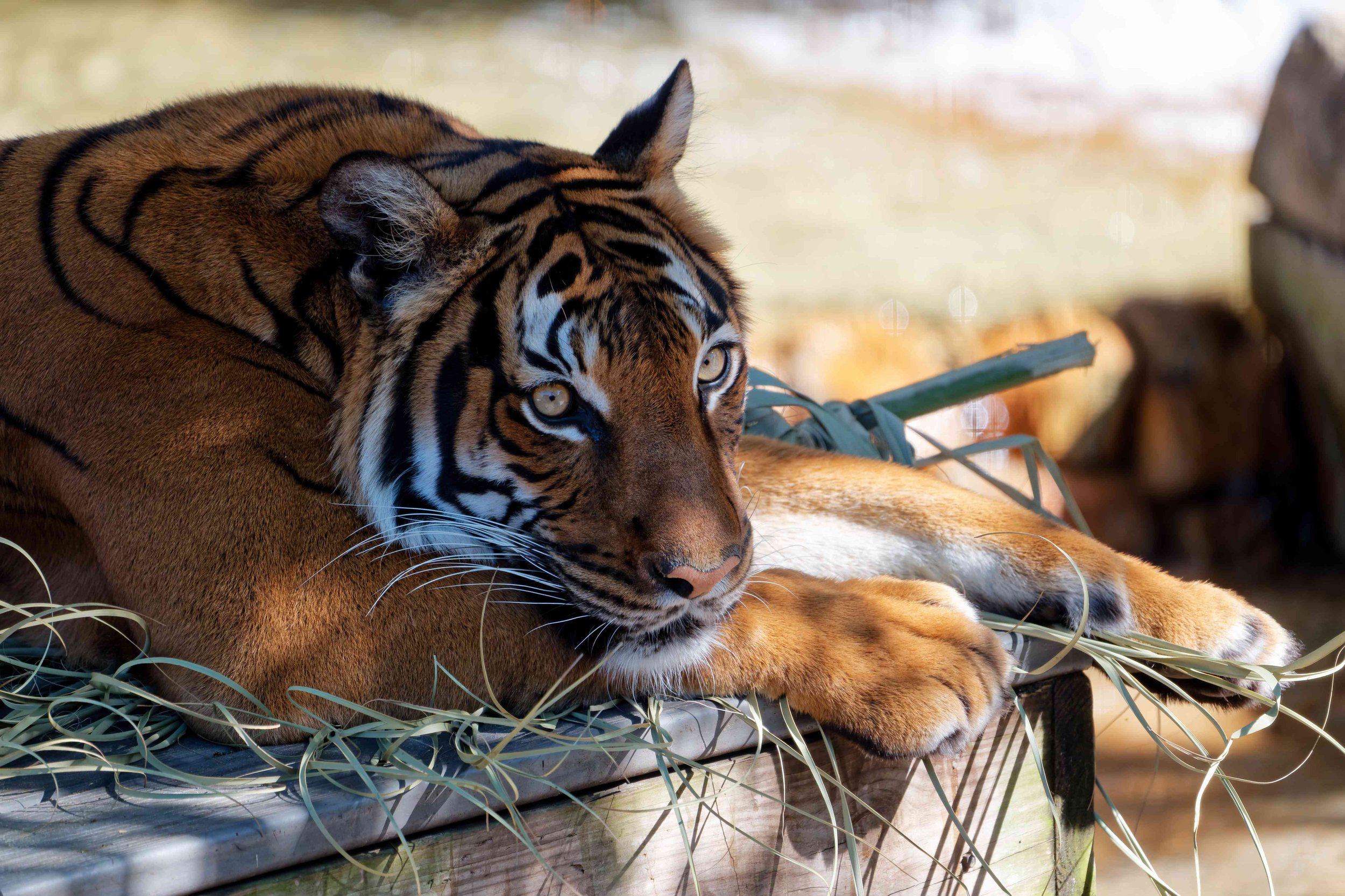Lazing Tiger - Fine Art Print