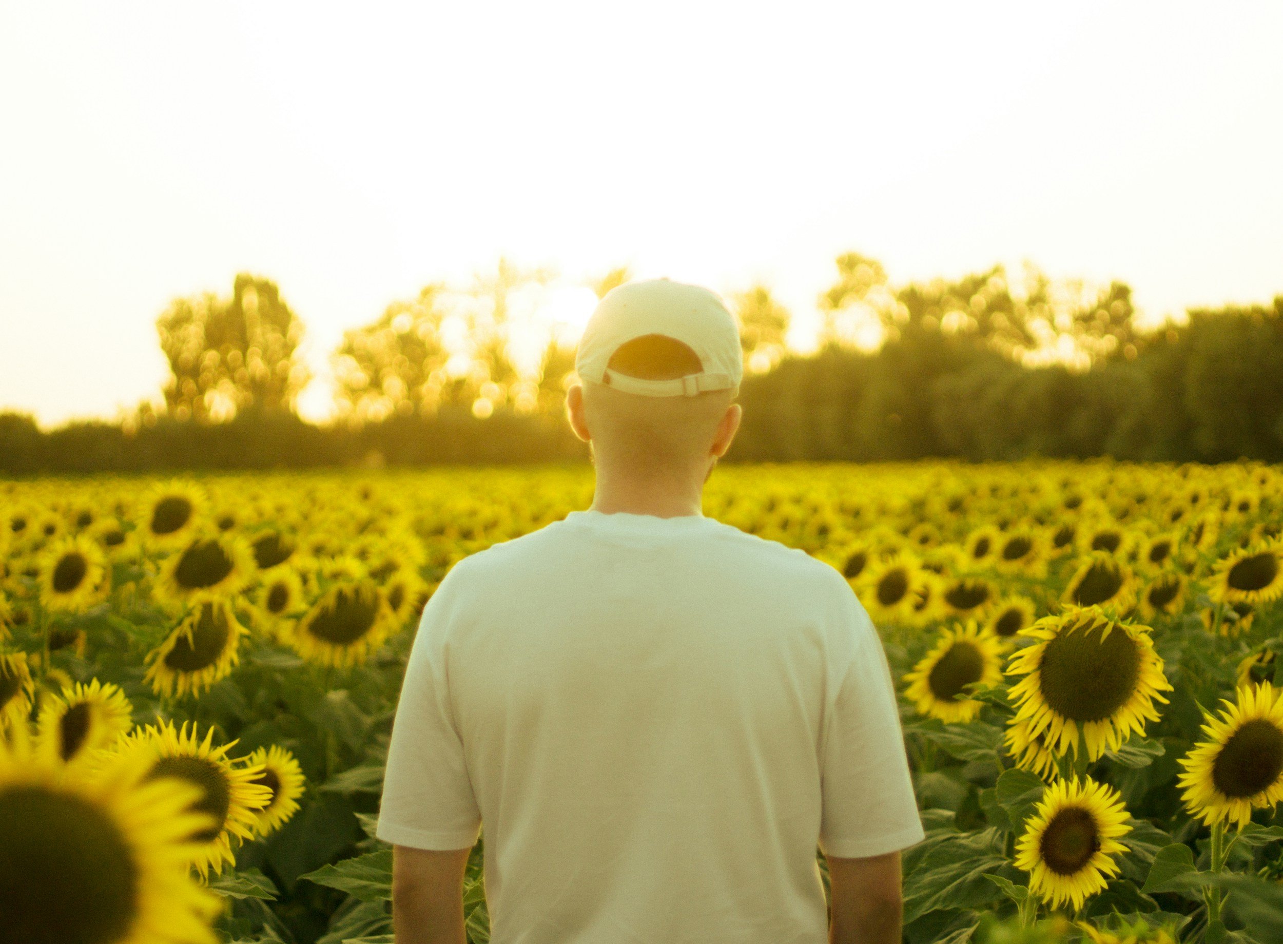 A person wearing a white cap and t-shirt stands in a sunflower field at sunset, facing away from the camera.