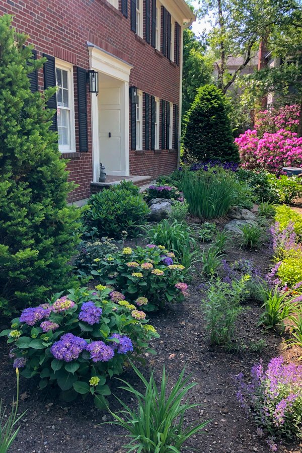 New England planting palette integrated with existing foundation plant material 