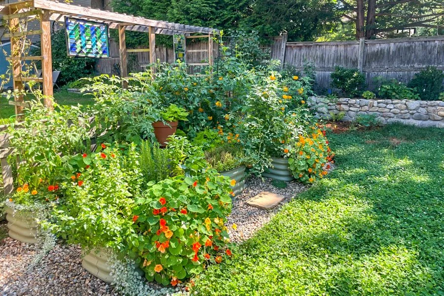  Arbor and raised garden beds in full bloom in summer with microclover lawn 