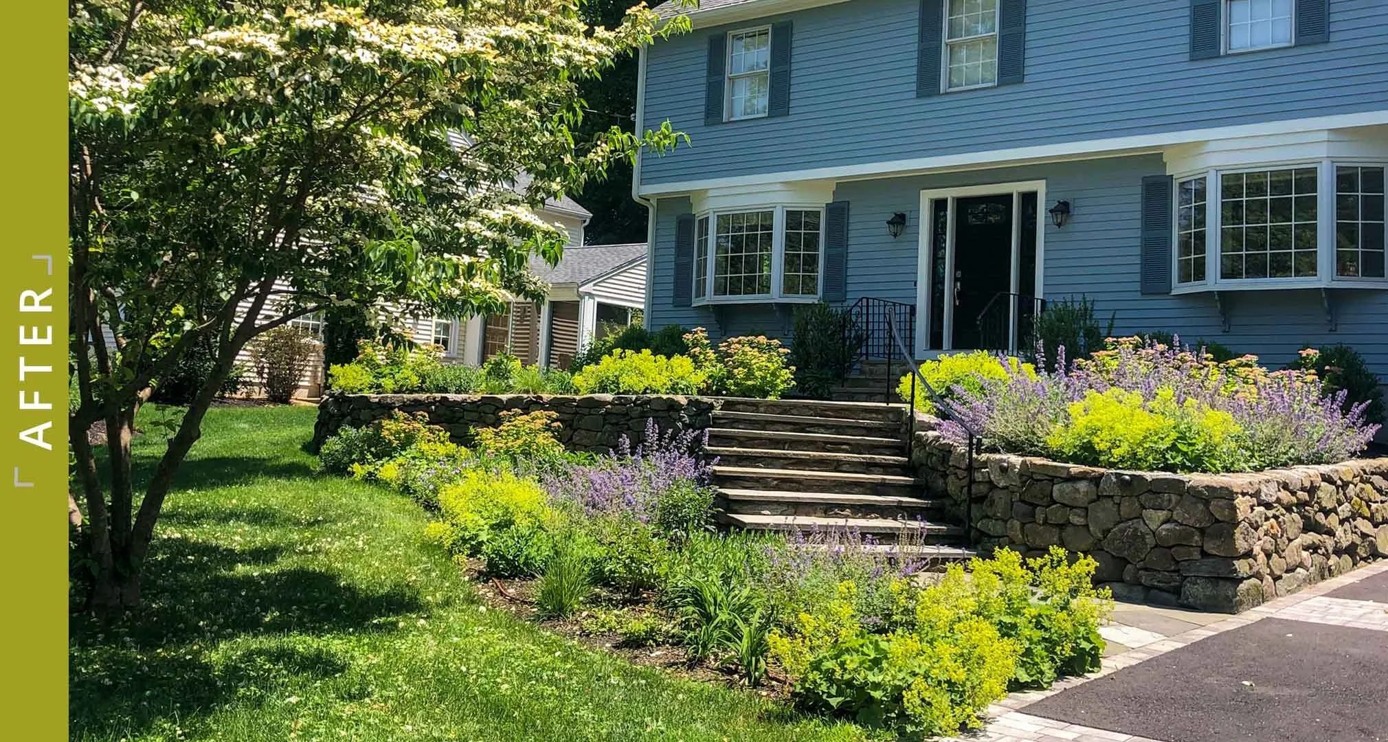 After photo of front yard in Lexington, MA showing re-built stone retaining walls and steps with expanded flowering perennials planting beds in place of lawn and dying shrubs.