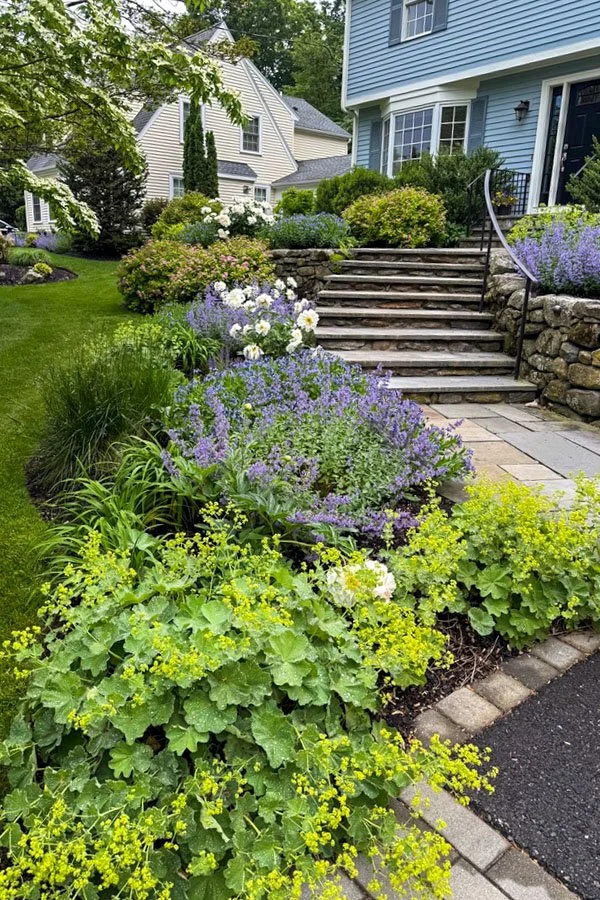  Early summer blooming perennial garden with peonies, lady’s mantle and cat mint 