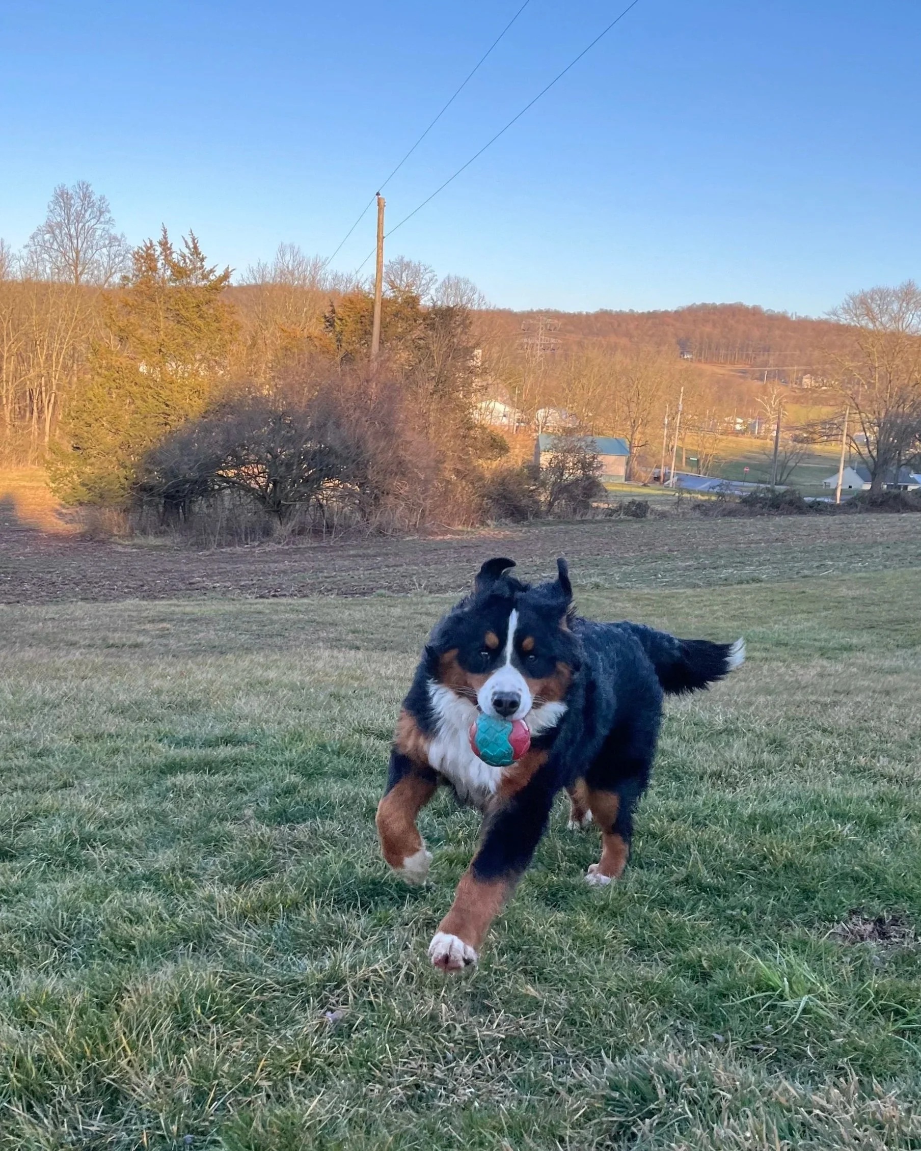 A playful Bernese Mountain Dog running across a grassy field with a colorful ball in its mouth, in a rural outdoor setting during late afternoon or early evening.