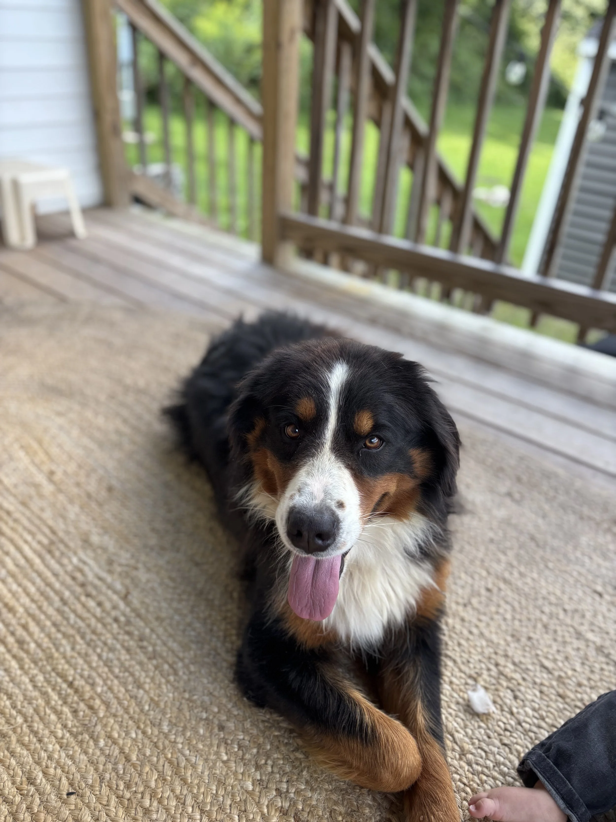 A happy Bernese Mountain dog with black, white, and tan fur lying on a beige outdoor rug on a wooden deck, tongue out, with a smiling expression, next to a person's foot.