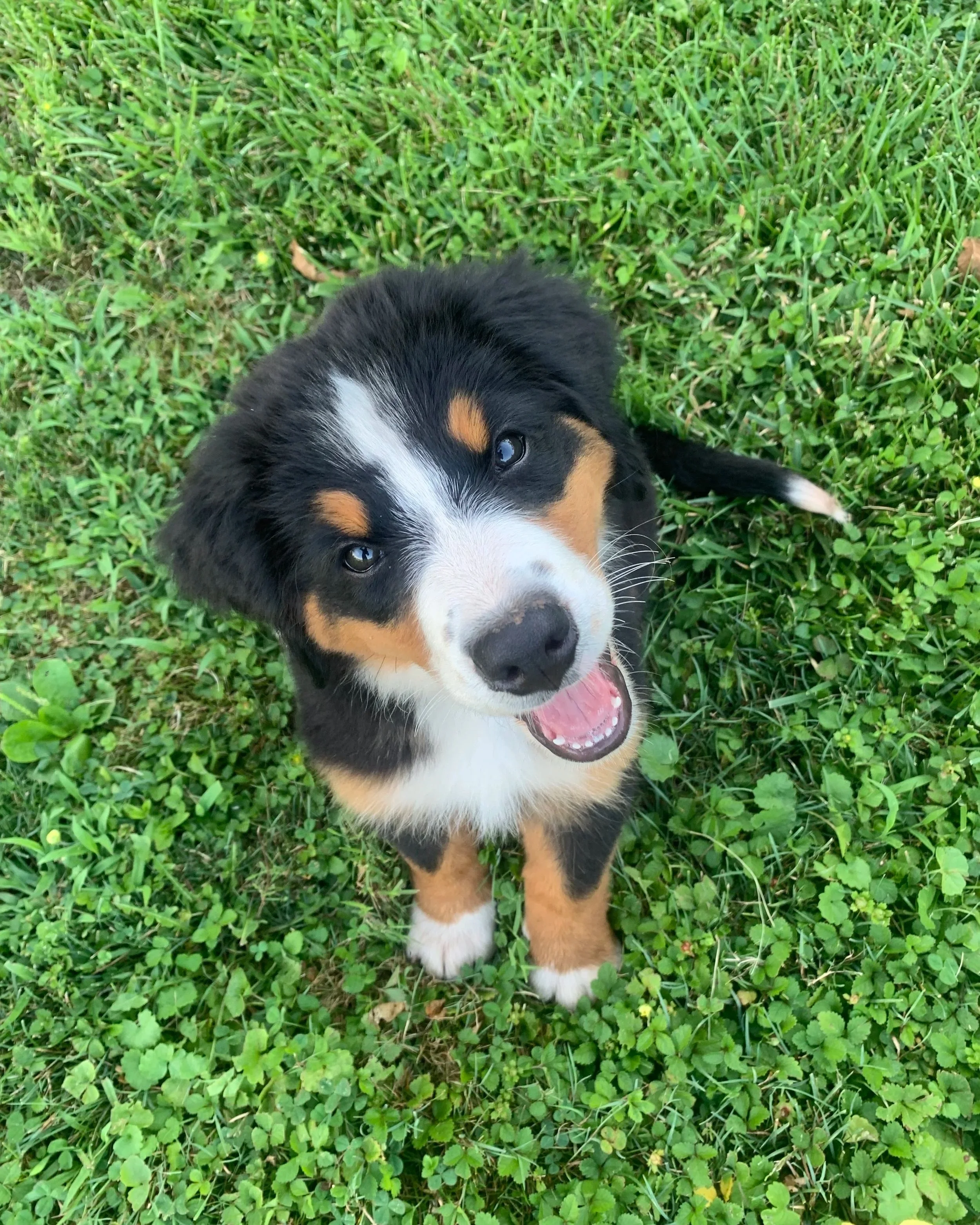A happy Bernese Mountain dog puppy with black, white, and tan fur lying on green grass, looking up with its mouth open.