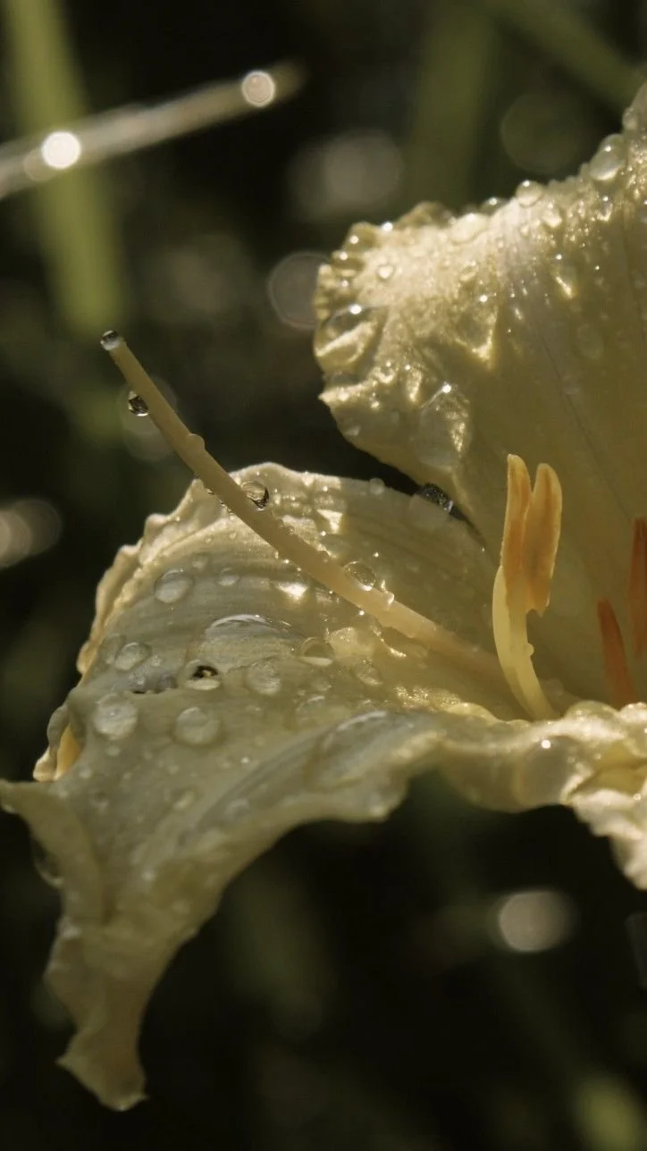 Close-up of a cream-colored flower with water droplets on its petals.