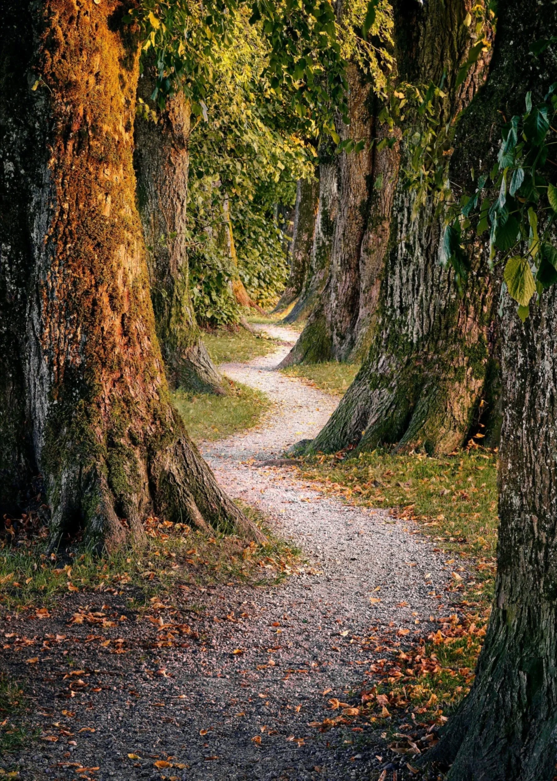 A nature trail surrounded by tall trees with moss and rough bark. Fallen leaves cover the ground, and sunlight filters through the green leaves, creating a peaceful, autumn scene.