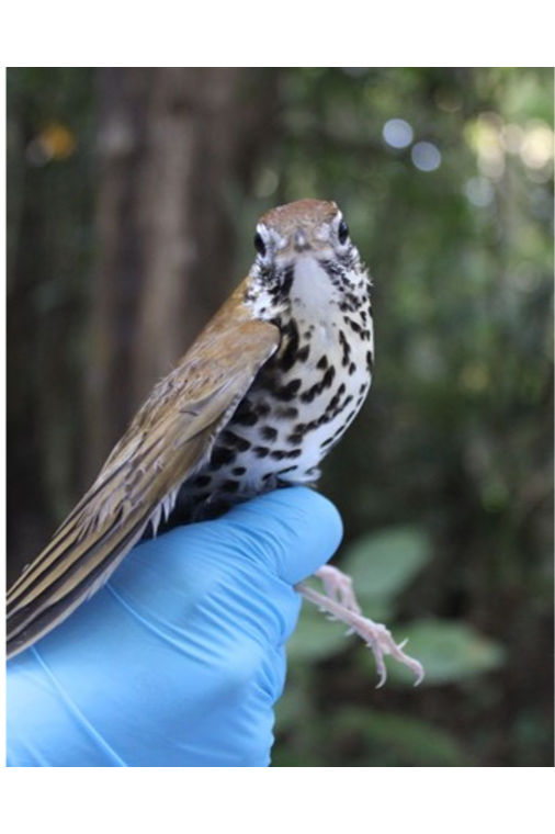 Técnicas moleculares