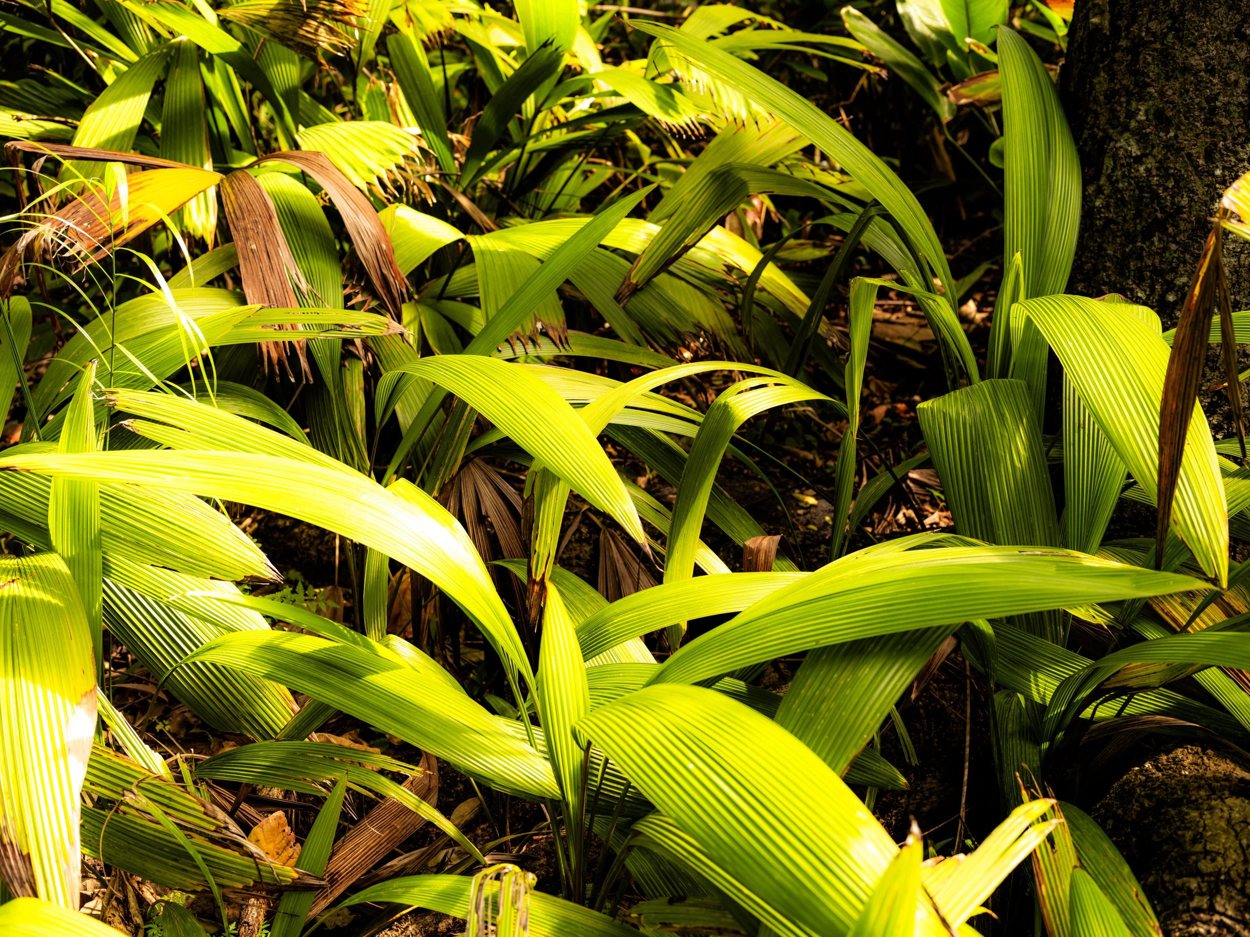 DSCF3962.jpg