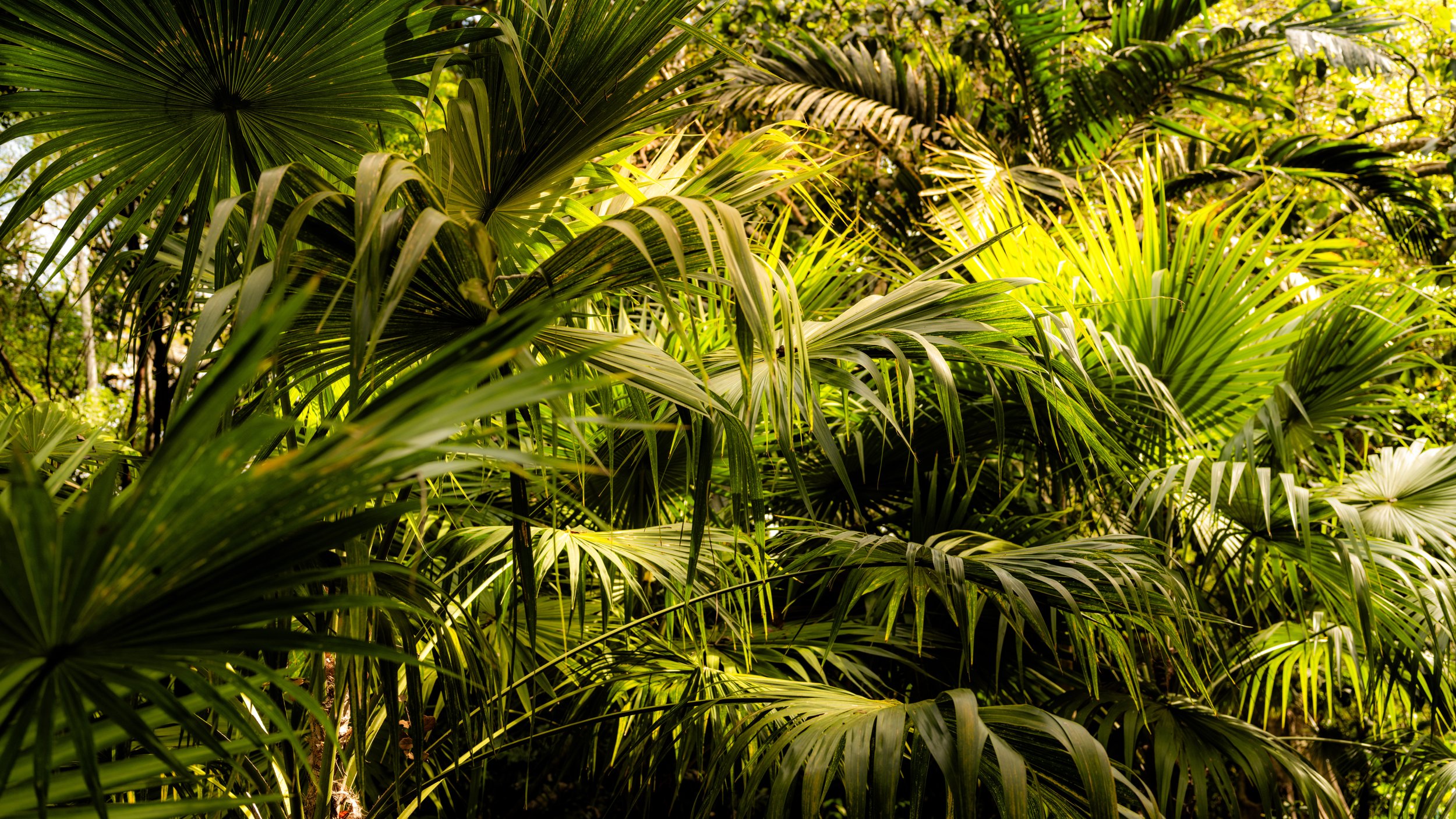 DSCF3963.jpg