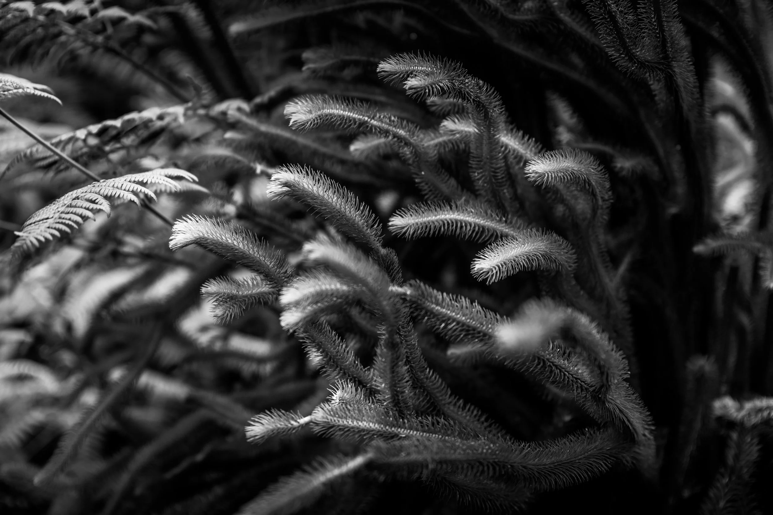DSCF4981.jpg