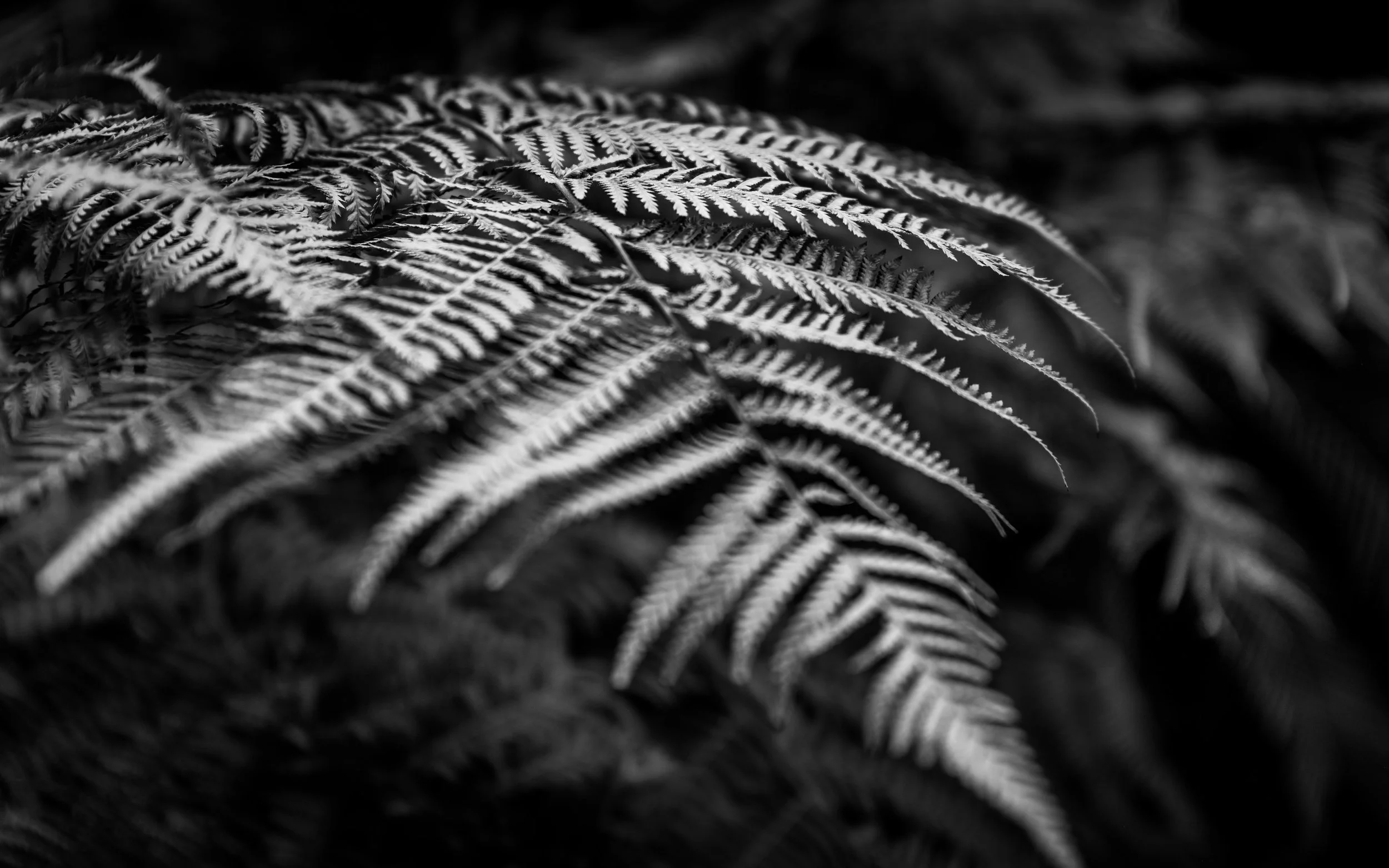 DSCF4979.jpg