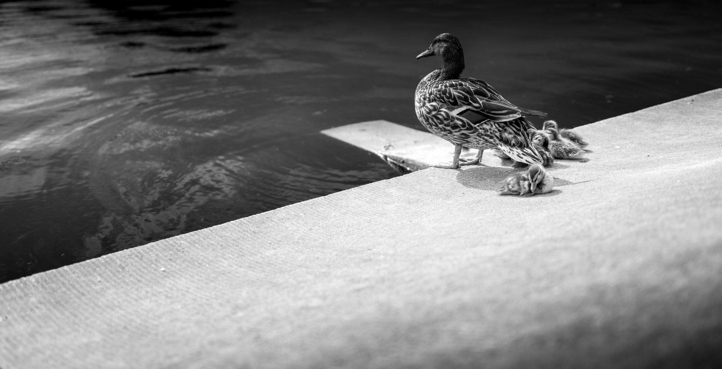 DSCF4690.jpg