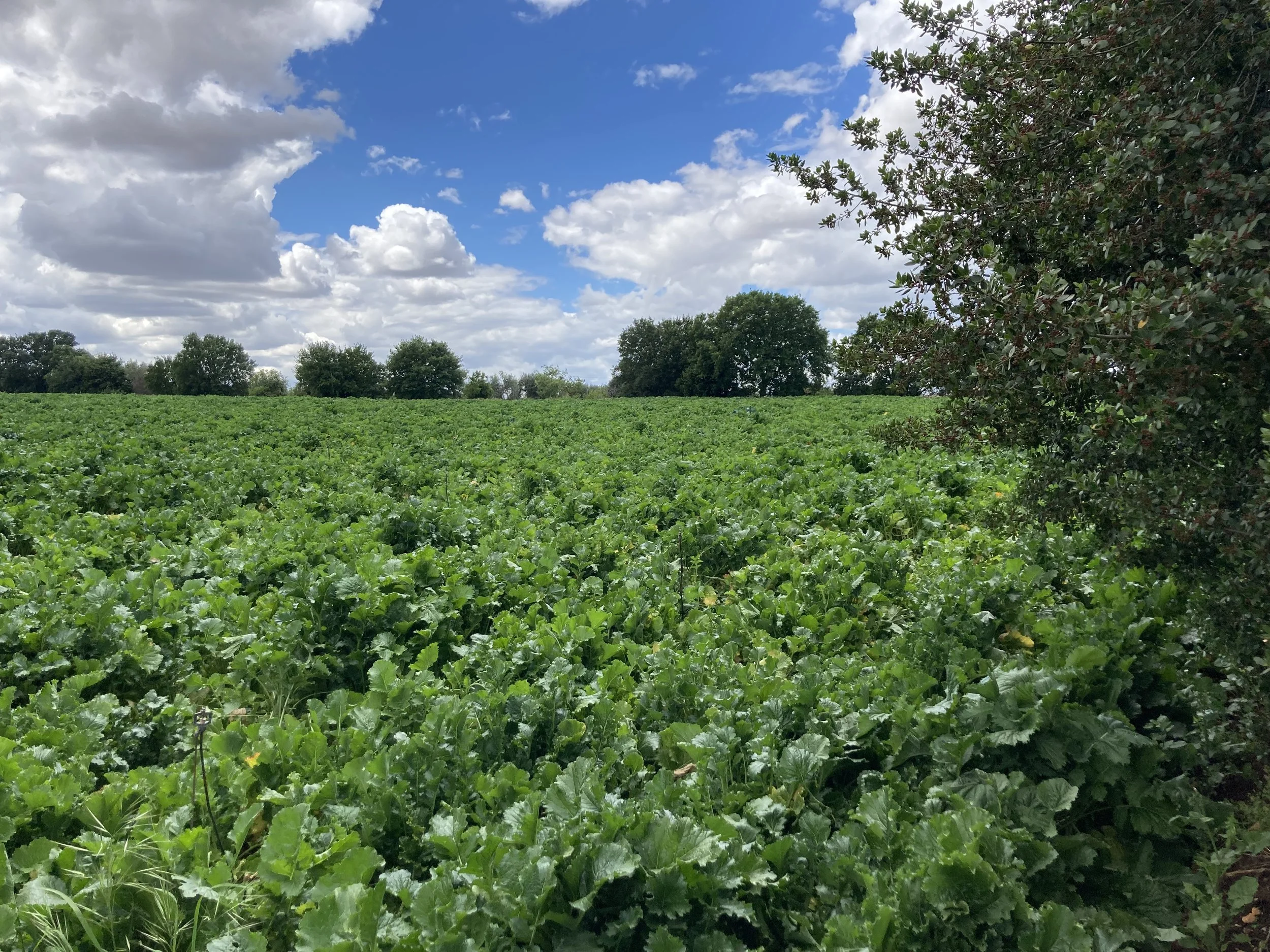 A lush green field with various leafy plants, partly shaded by a large bush on the right, under a blue sky with scattered clouds.