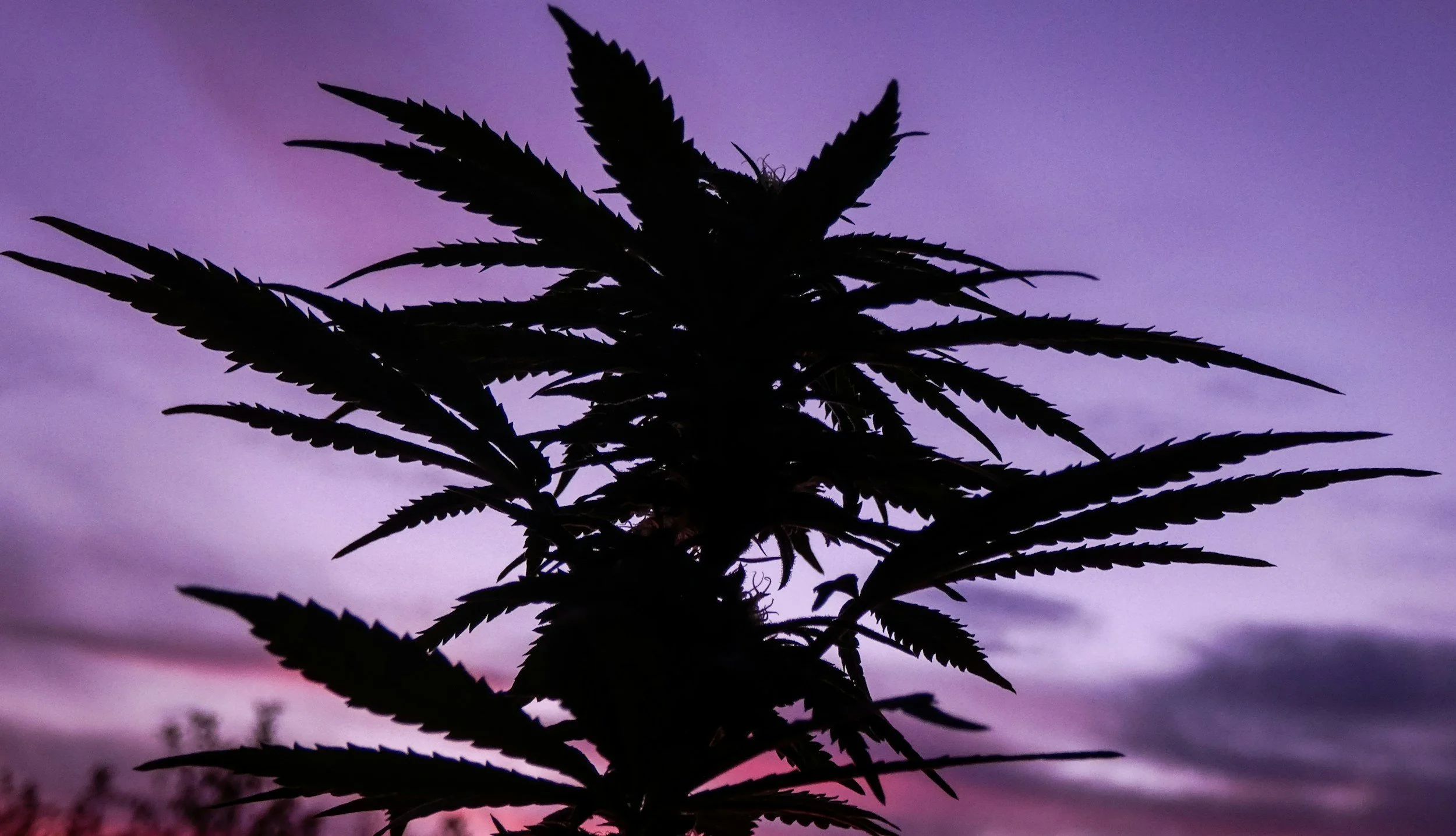 Silhouette of a cannabis plant against a colorful twilight sky with pink, purple, and blue hues.
