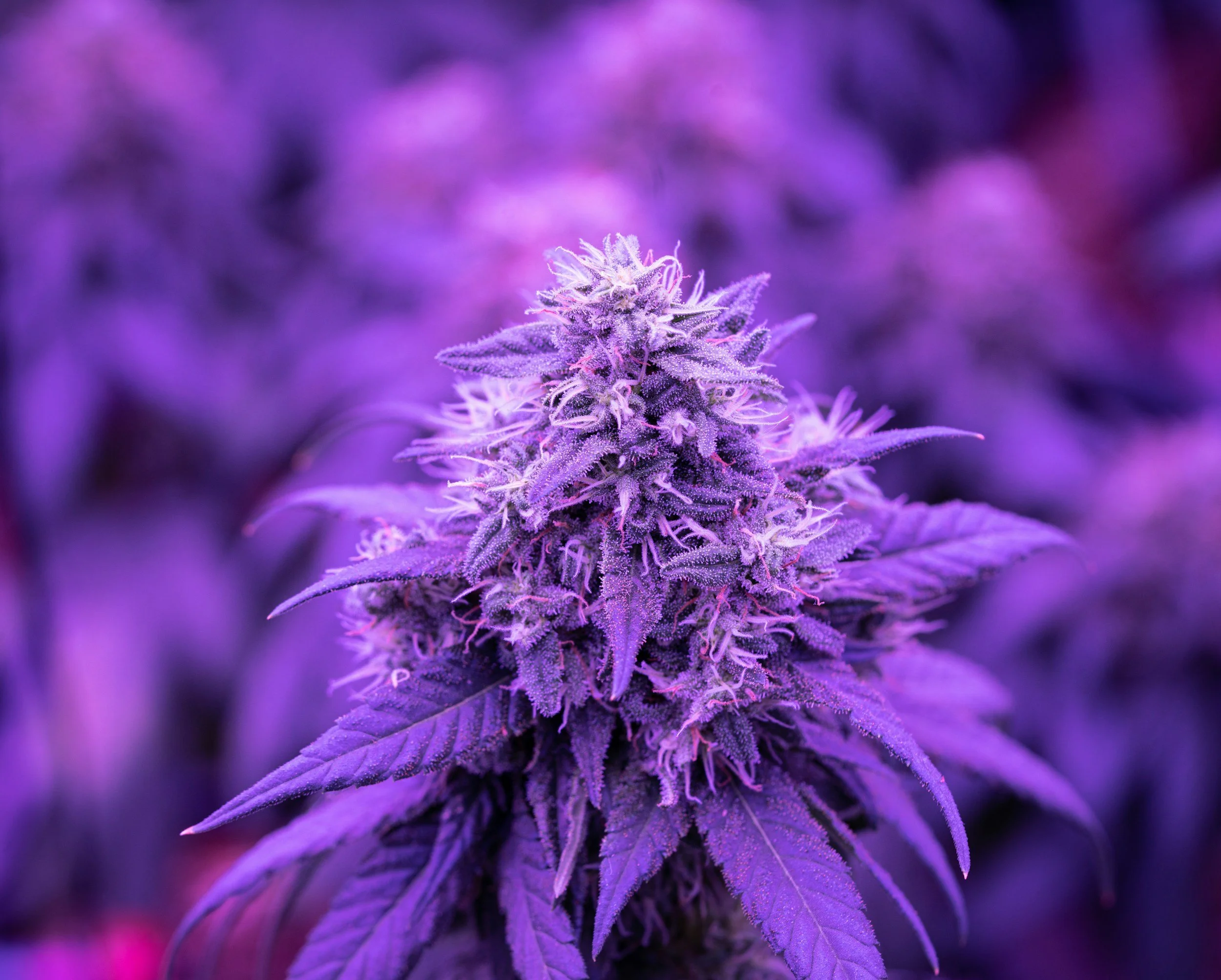 A close-up of a cannabis plant with purple lighting, showing a flowering bud with detailed trichomes and leaves.