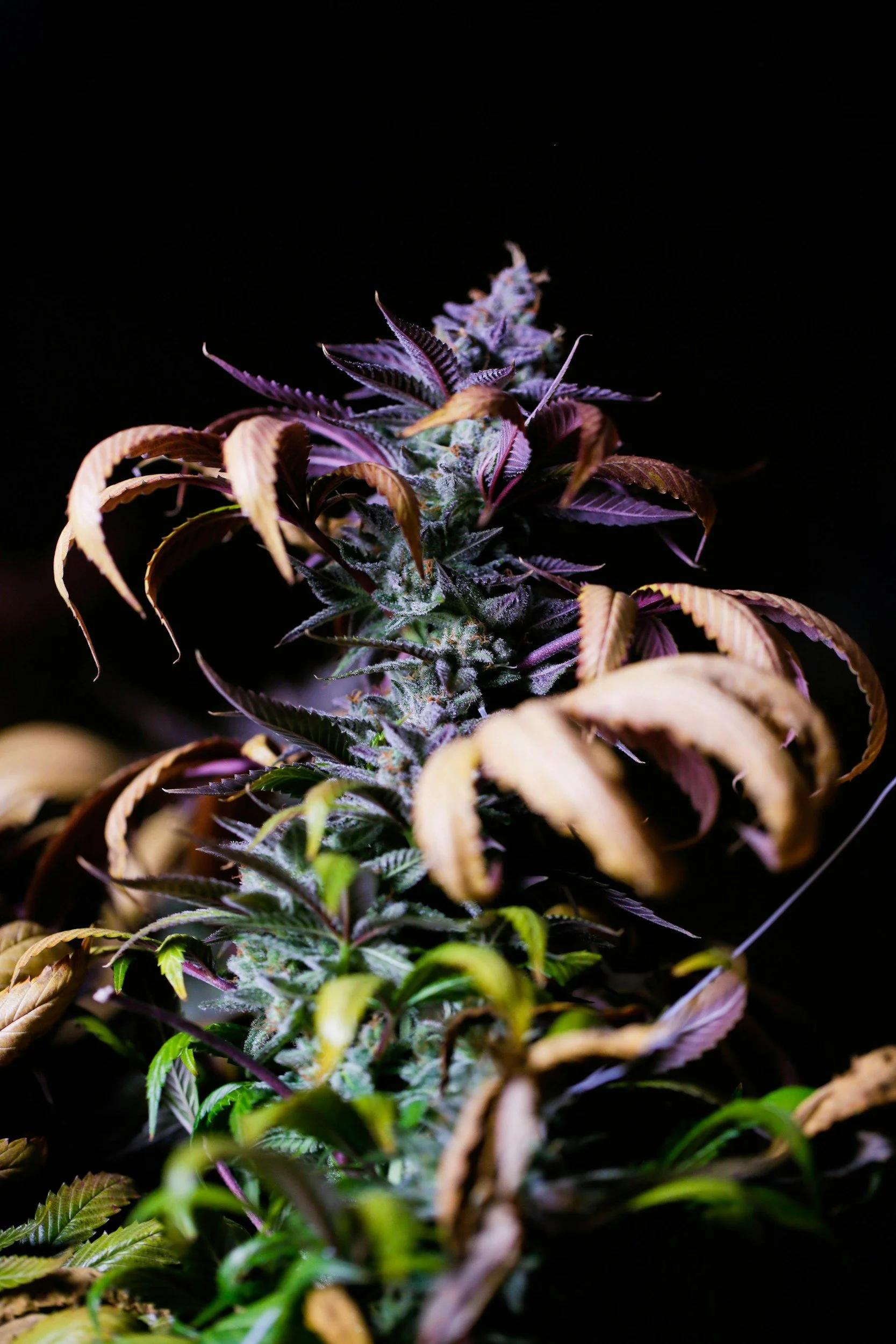 Close-up of a cannabis plant with purple and green leaves against a black background.