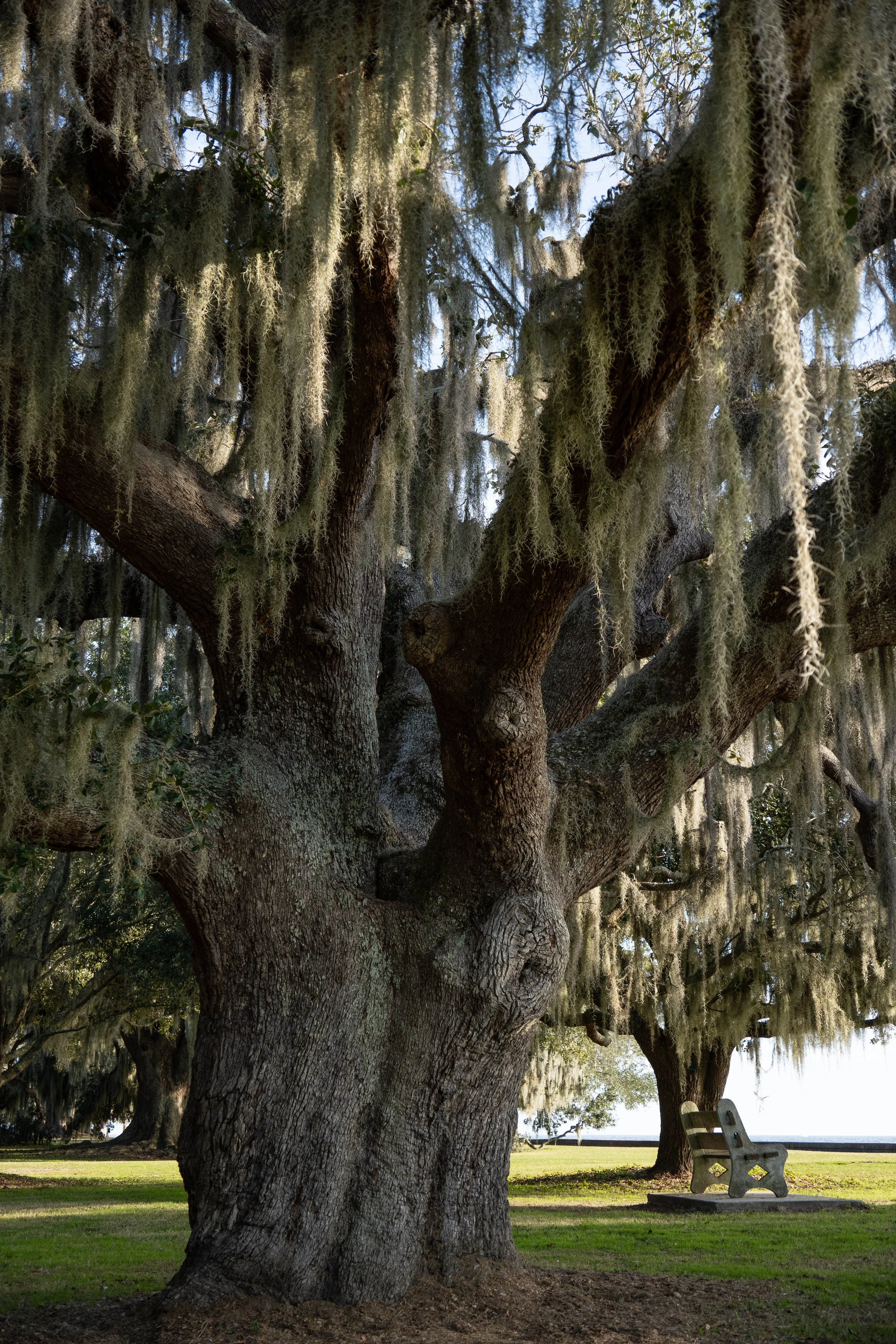 A large, old oak tree with hanging moss and a thick, textured trunk, located in a park with a bench in the background.
