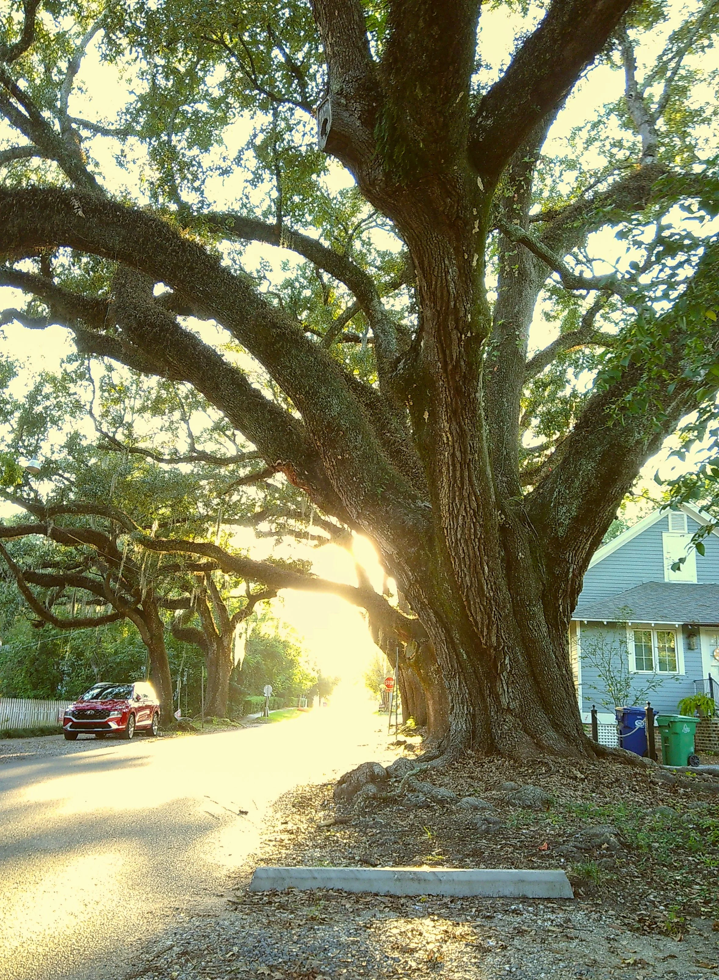 Large tree with sprawling branches on a residential street, sun shining through leaves, parked red car, house in background, trash bins on sidewalk.