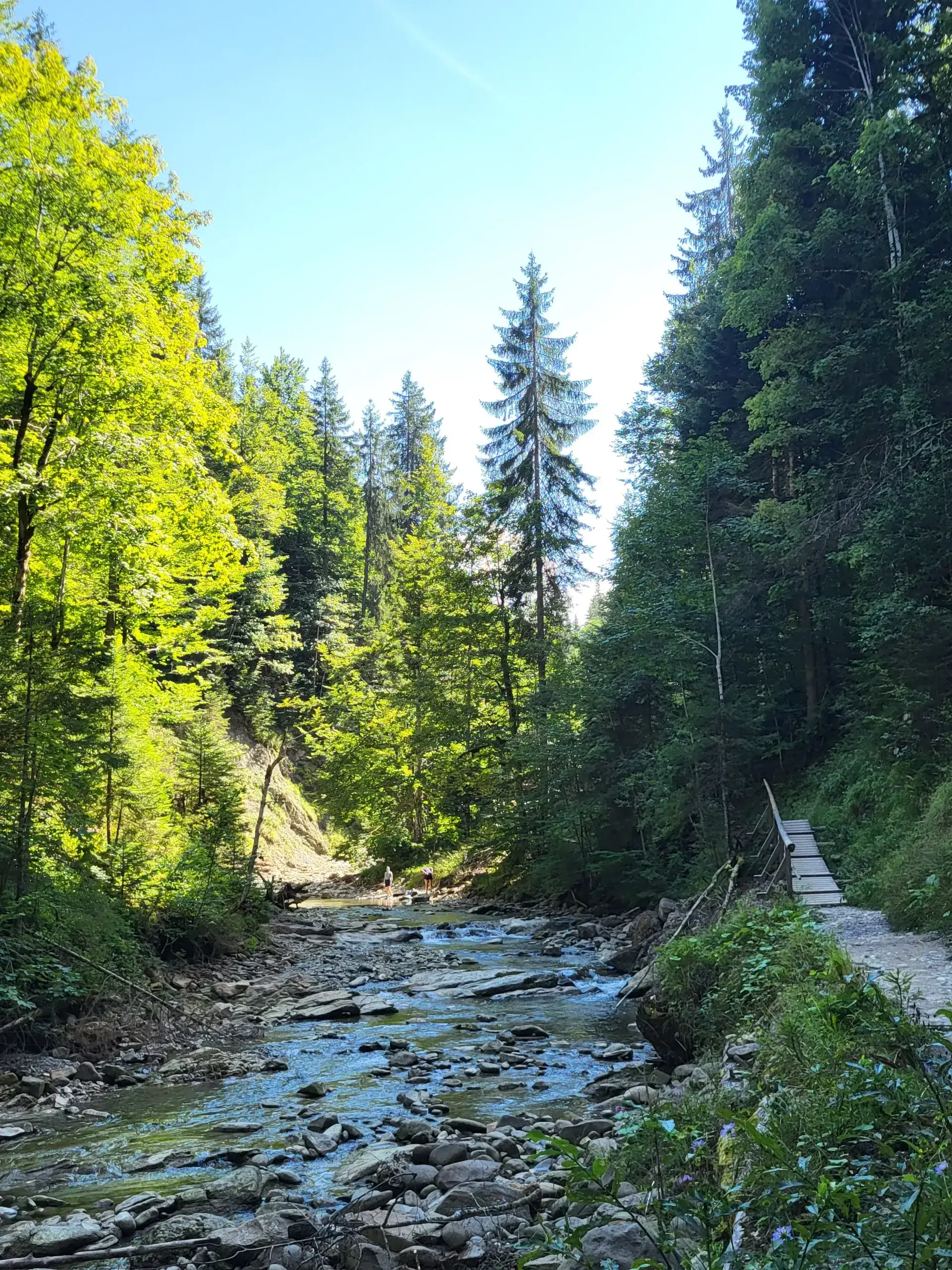 Ein Bergbach schlängelt sich durch die waldige Landschaft.