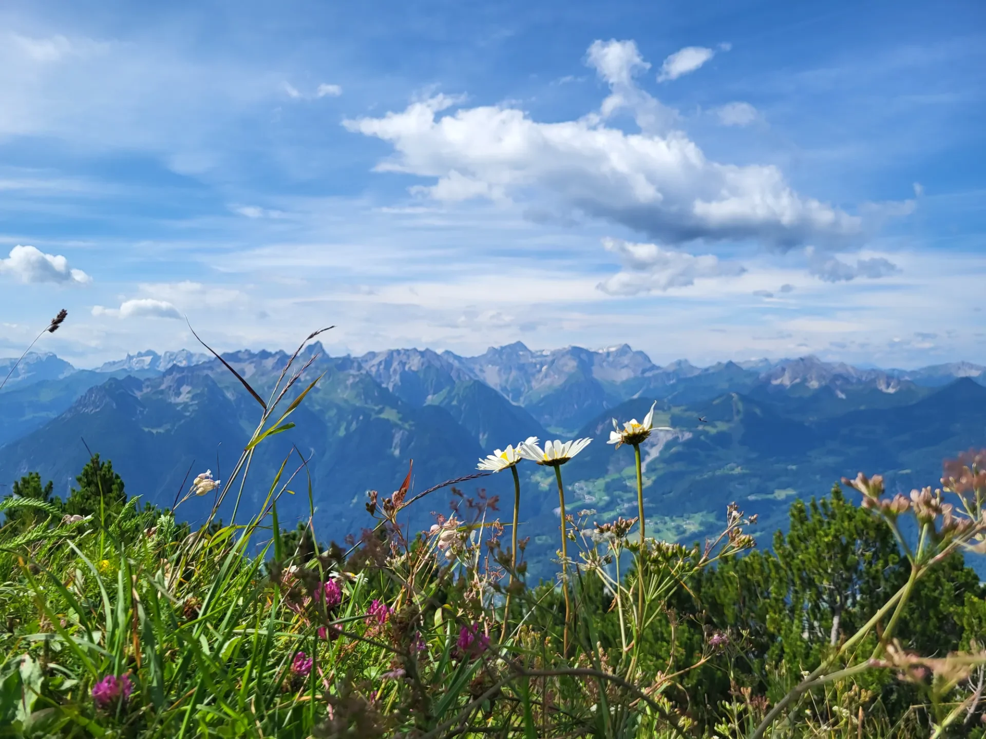 Vor einem Bergpanorama stehen Gänseblümchen und andere Blumen und Gräser.