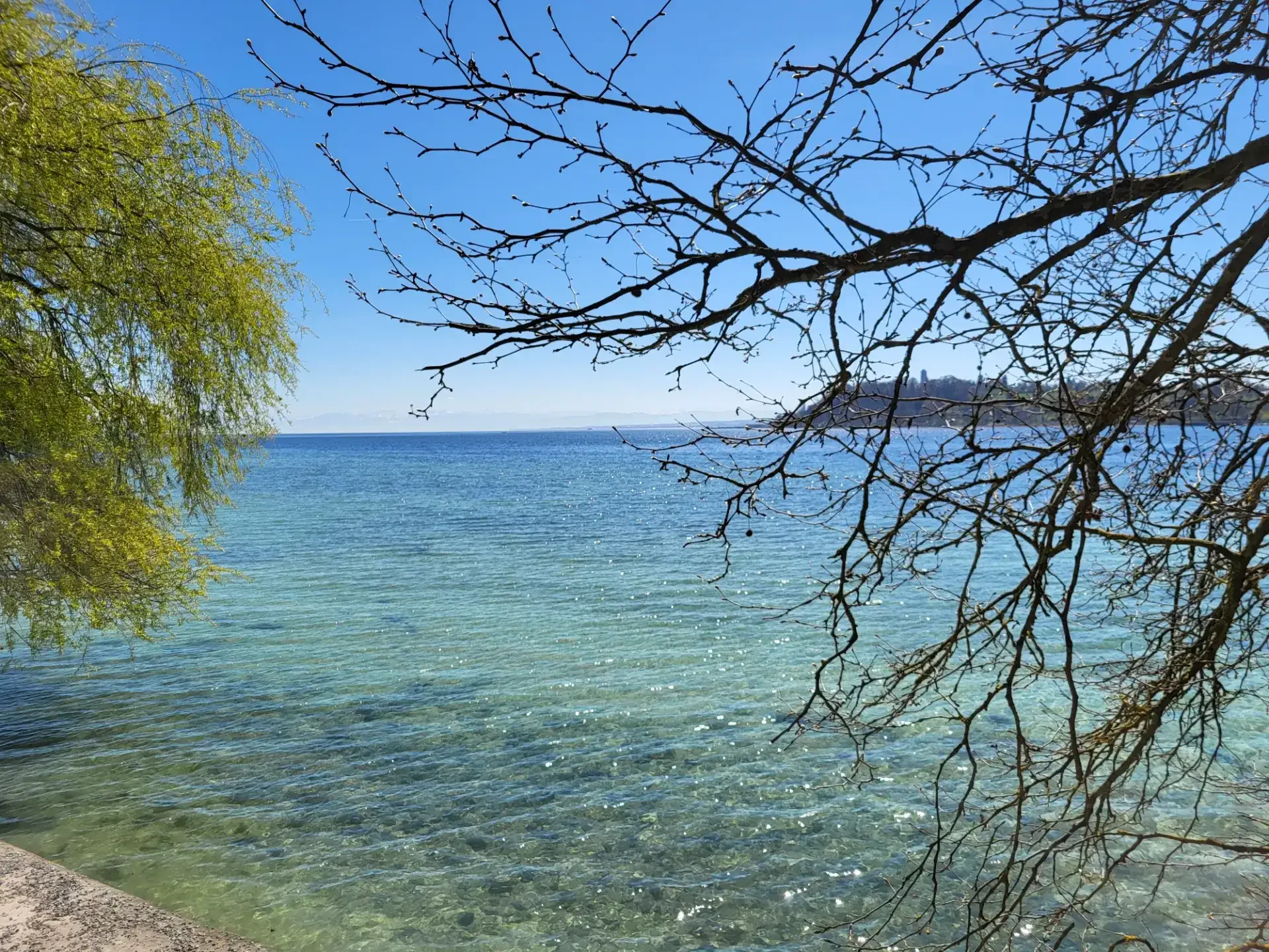 Durch die Äste eines Baumes sieht man das blaue Wasser eines Sees.
