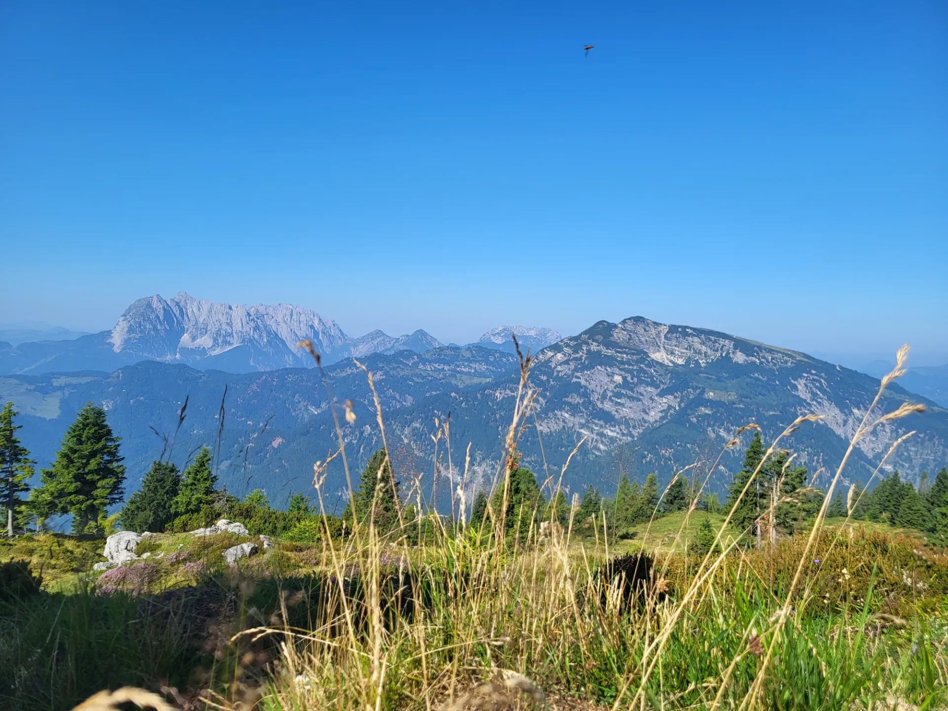 Vor einem Berg-Panorama stehen Bäumer und Gräser.