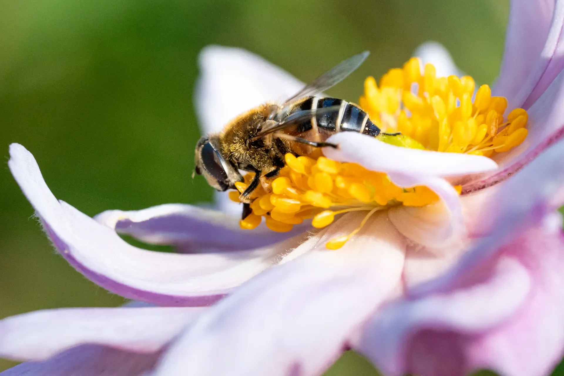 Eine Biene sammelt Pollen an einer Blume.
