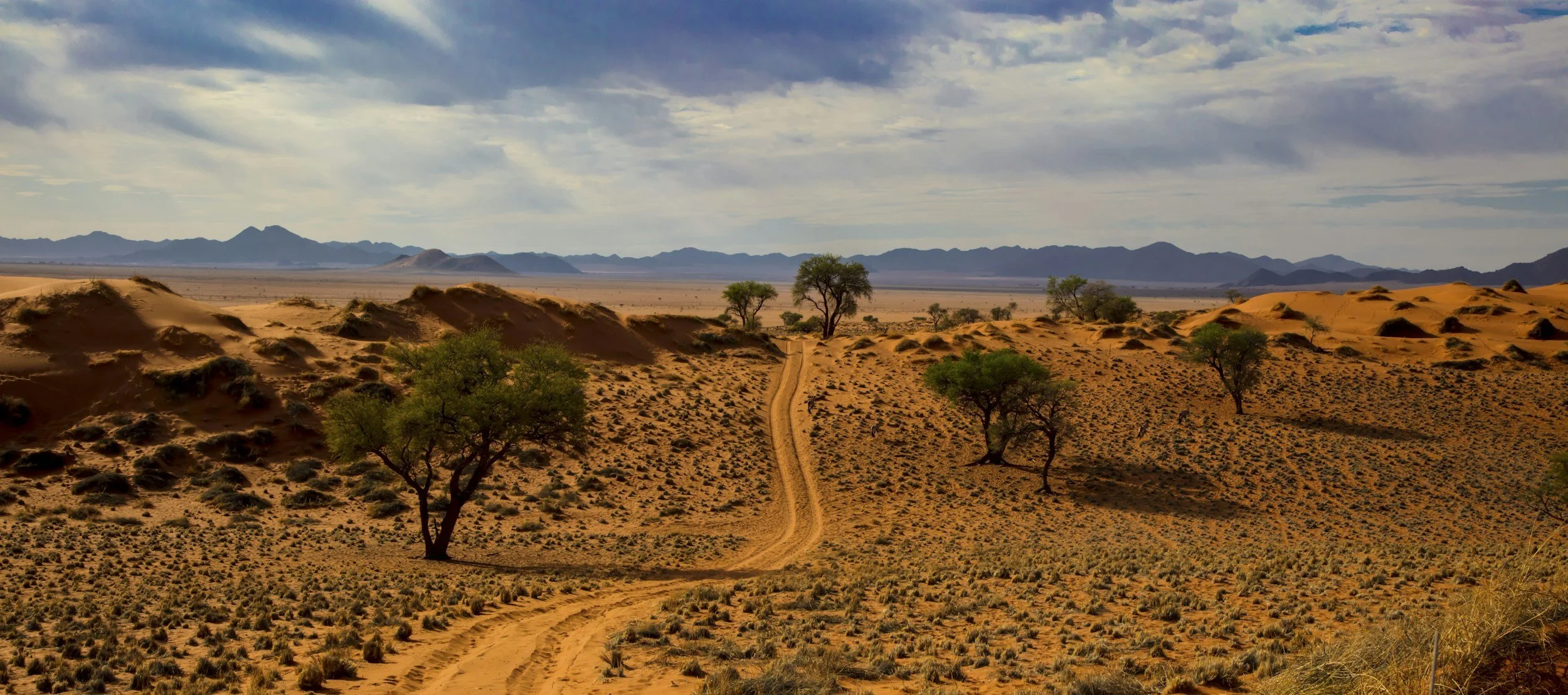 Paesaggio desertico con dune di sabbia arancione, alcuni alberi verdi sparsi, un sentiero che attraversa il deserto, e montagne lontane sotto un cielo parzialmente nuvoloso.