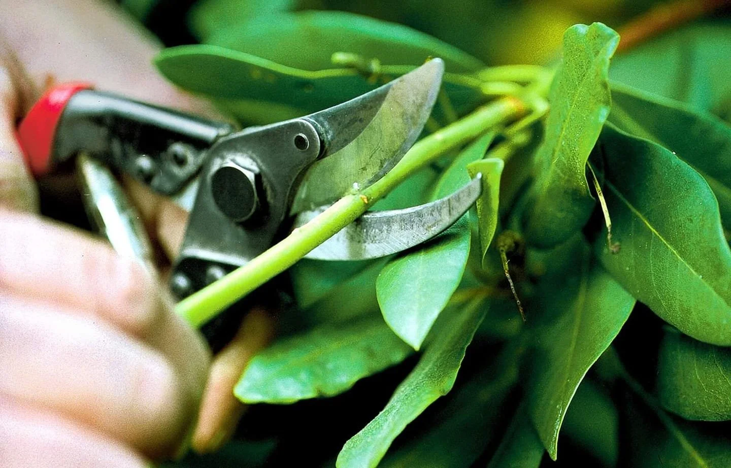 Outdoor Plant Propagation 