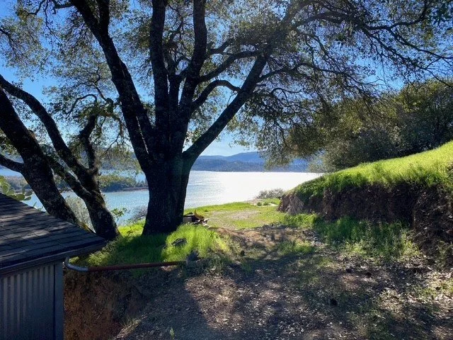 A large tree with sprawling branches overhanging a grassy area near a lake or river, with a small building or structure partially visible on the left. The scene is sunny with a clear sky.
