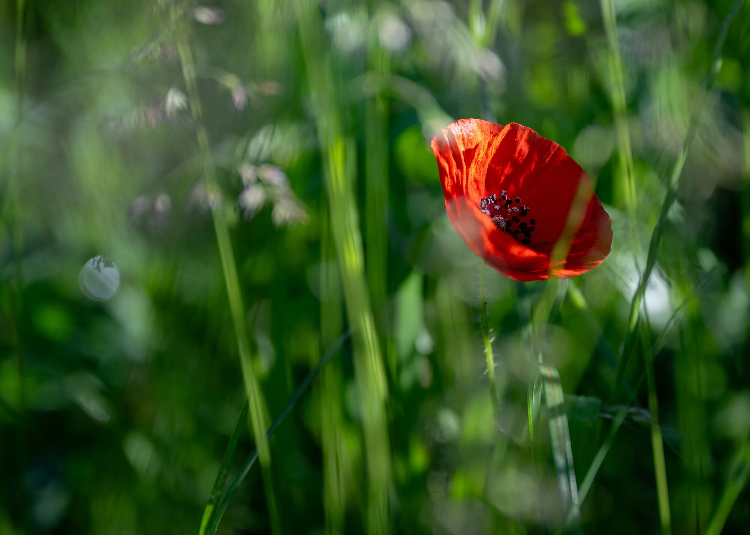 00_Macro_Mohn-242450.jpg